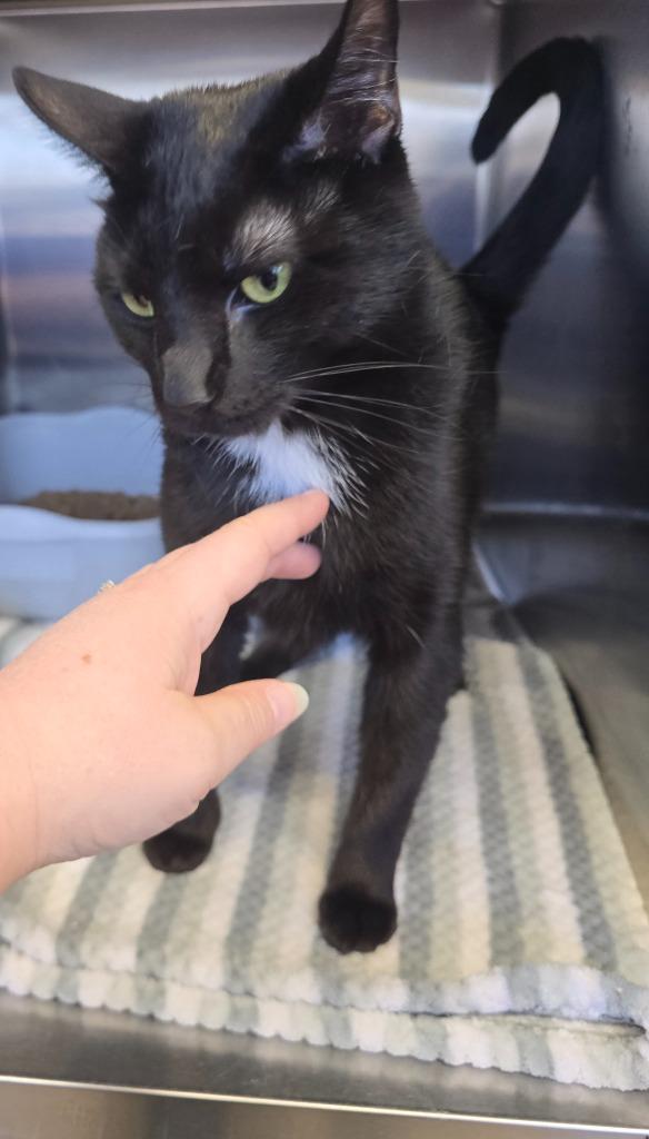 Motel, Adoptable, Young Male Domestic Short Hair.