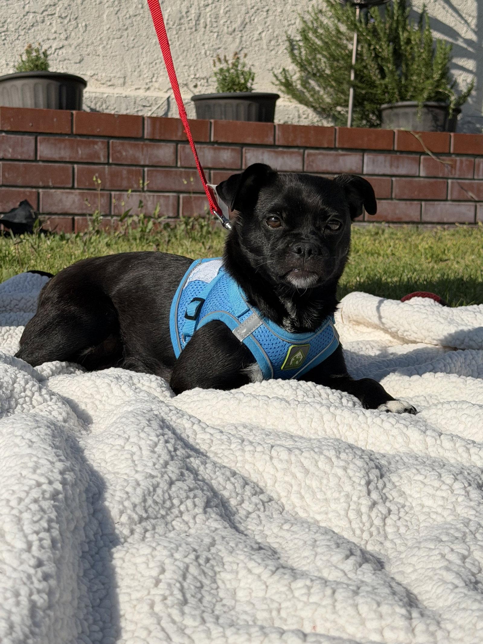 Enlarge Molly, a Adoptable Pug in Capistrano Beach, CA image 1/1