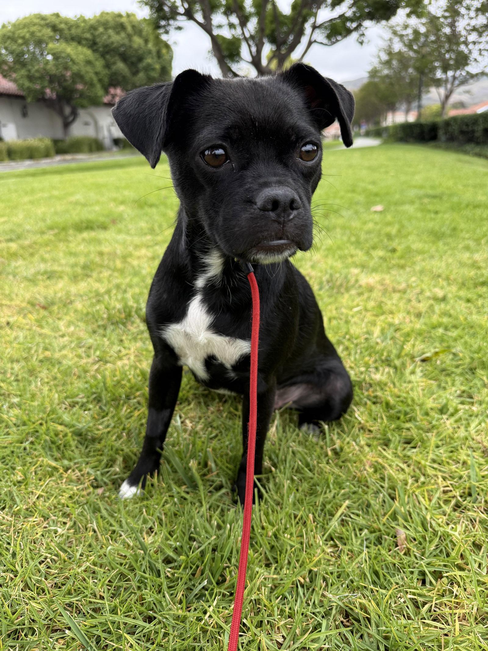 Molly, a Adoptable Pug in Capistrano Beach, CA image 2/3