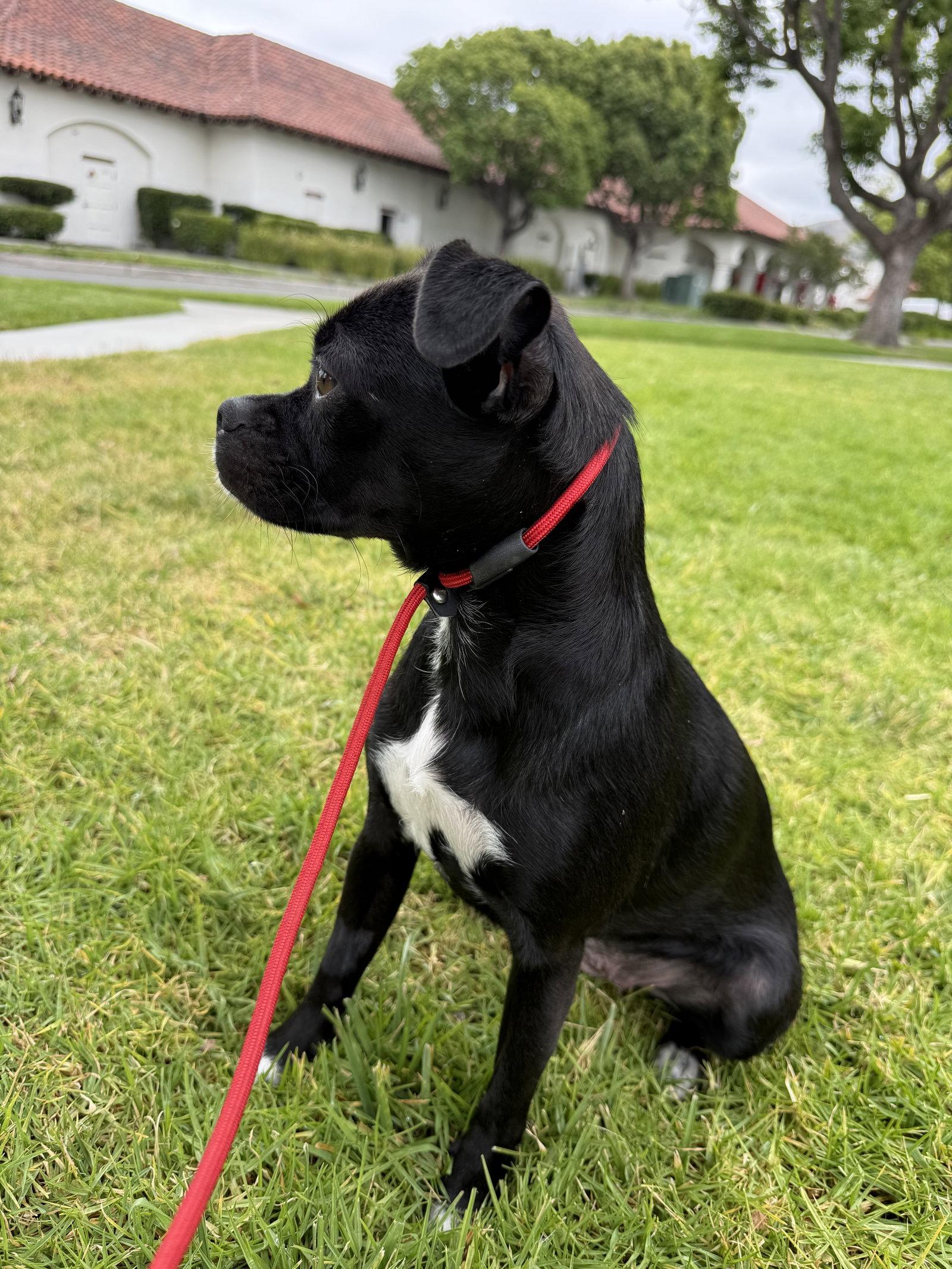 Molly, a Adoptable Pug in Capistrano Beach, CA image 3/3