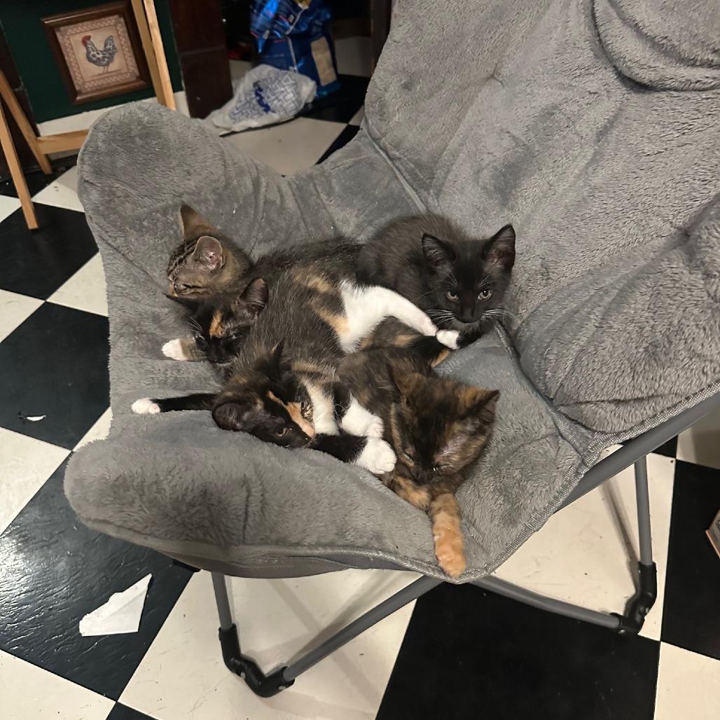 Enlarge Snow aka Charming, a Adoptable Domestic Short Hair in Memphis, TN image 2/6