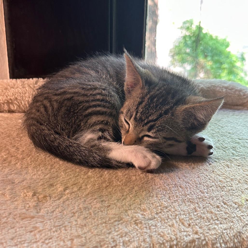 Snow aka Charming, a Adoptable Domestic Short Hair image 3/6