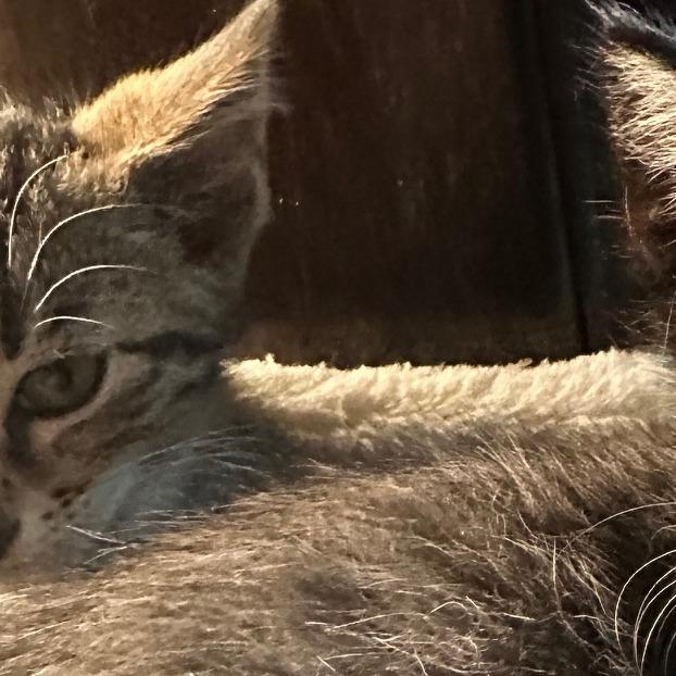 Enlarge Snow aka Charming, a Adoptable Domestic Short Hair in Memphis, TN image 4/6