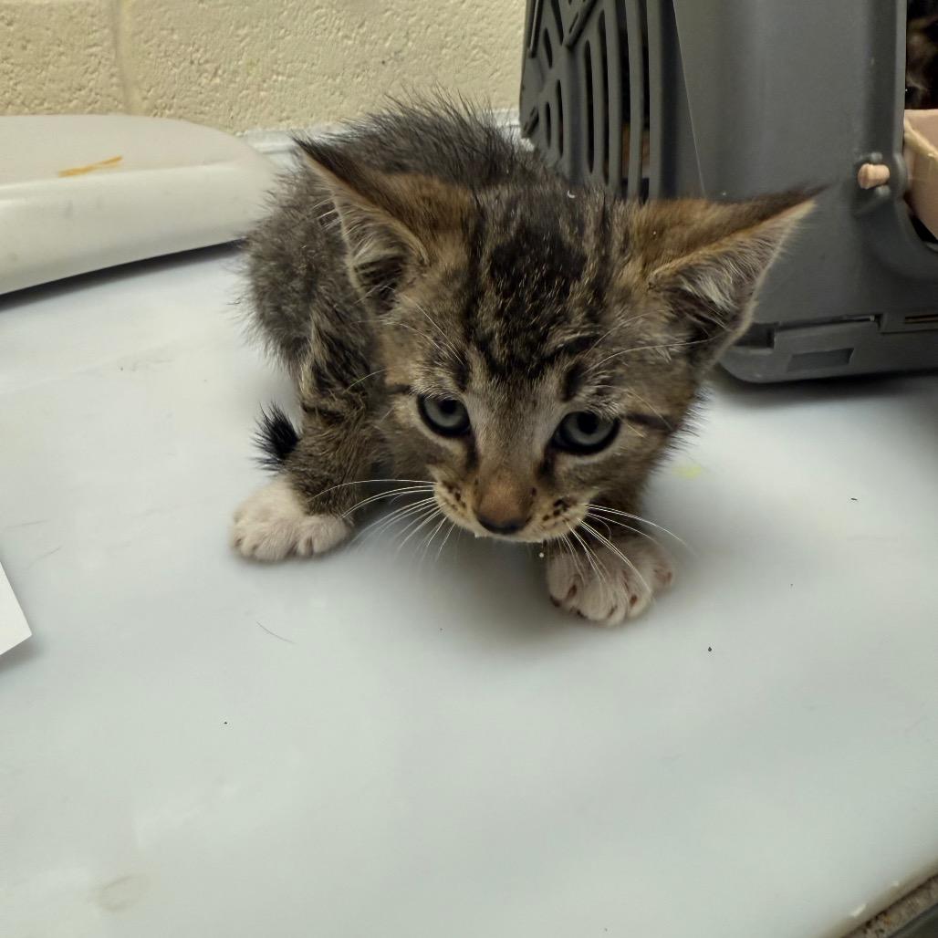 Snow aka Charming, a Adoptable Domestic Short Hair image 5/6