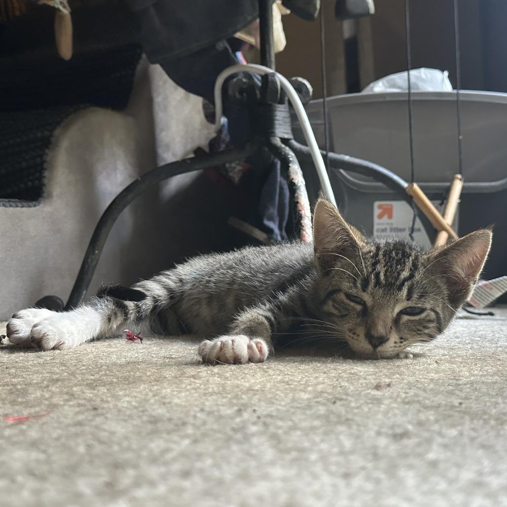 Enlarge Snow aka Charming, a Adoptable Domestic Short Hair in Memphis, TN image 5/6