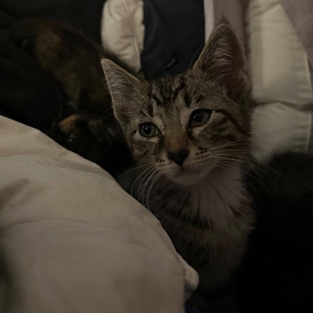 Enlarge Snow aka Charming, a Adoptable Domestic Short Hair in Memphis, TN image 6/6