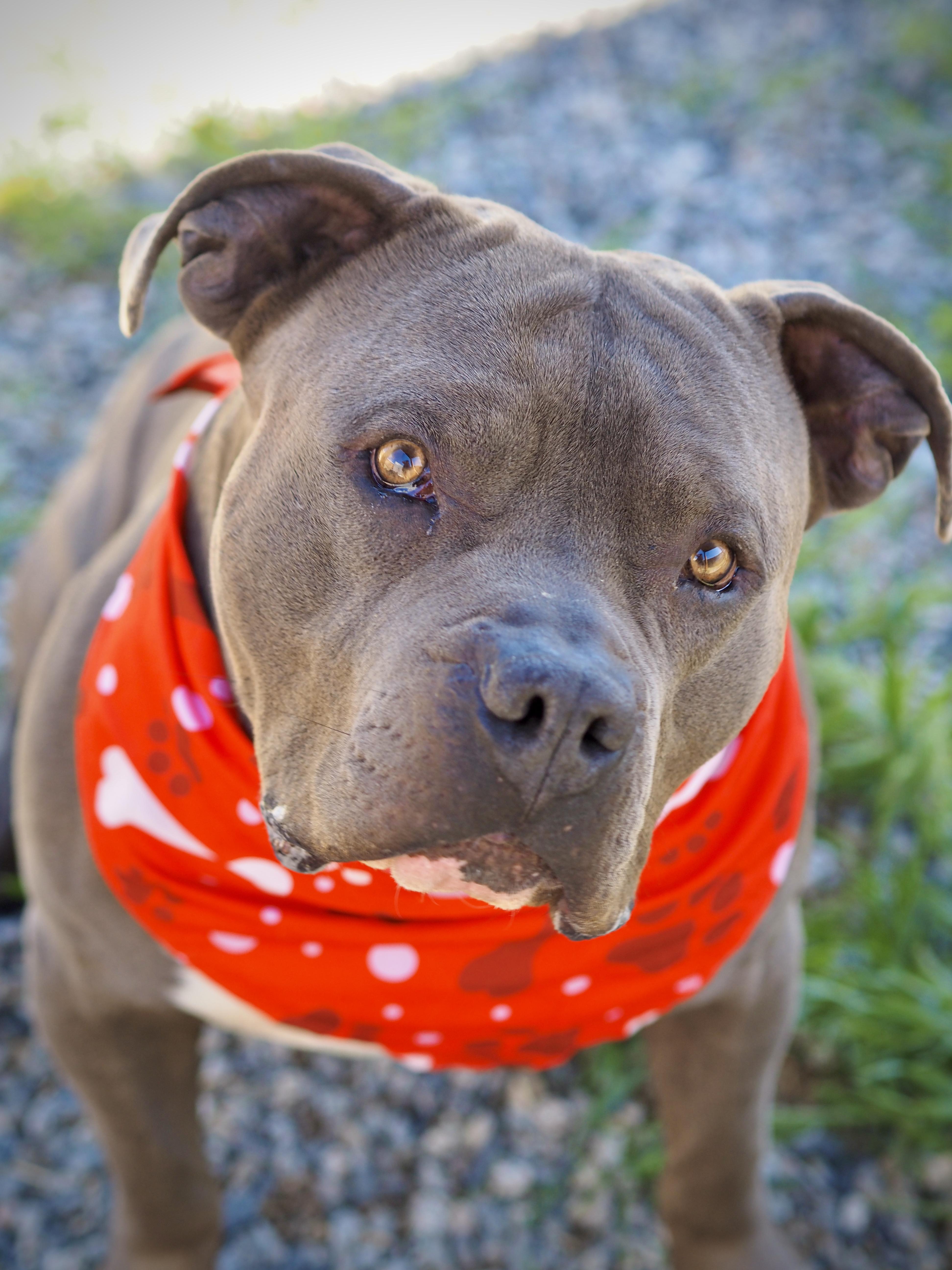 Enlarge Bruiser, a Adoptable Pit Bull Terrier in Buena Vista, CO image 2/6