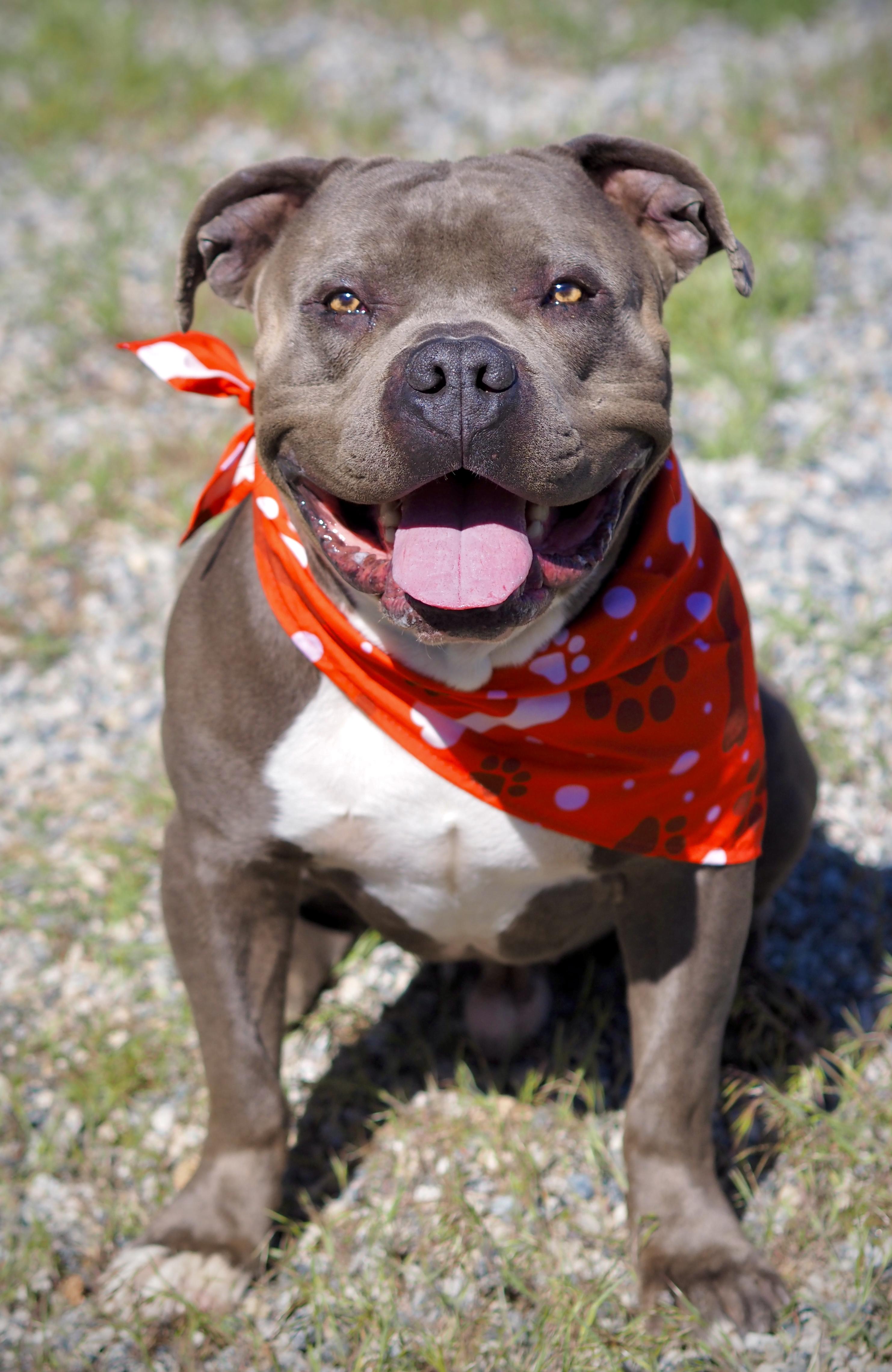 Enlarge Bruiser, a Adoptable Pit Bull Terrier in Buena Vista, CO image 1/6