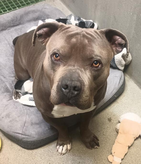 Enlarge Bruiser, a Adoptable Pit Bull Terrier in Buena Vista, CO image 6/6
