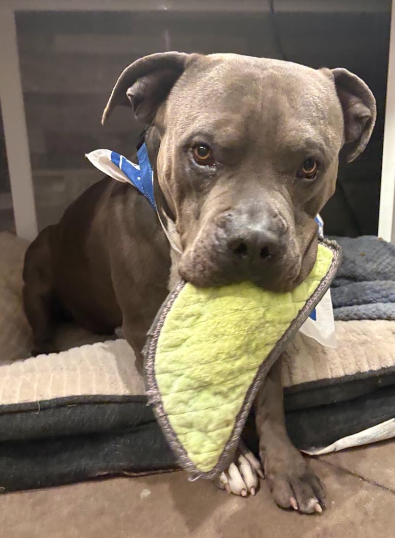 Enlarge Bruiser, a Adoptable Pit Bull Terrier in Buena Vista, CO image 4/6