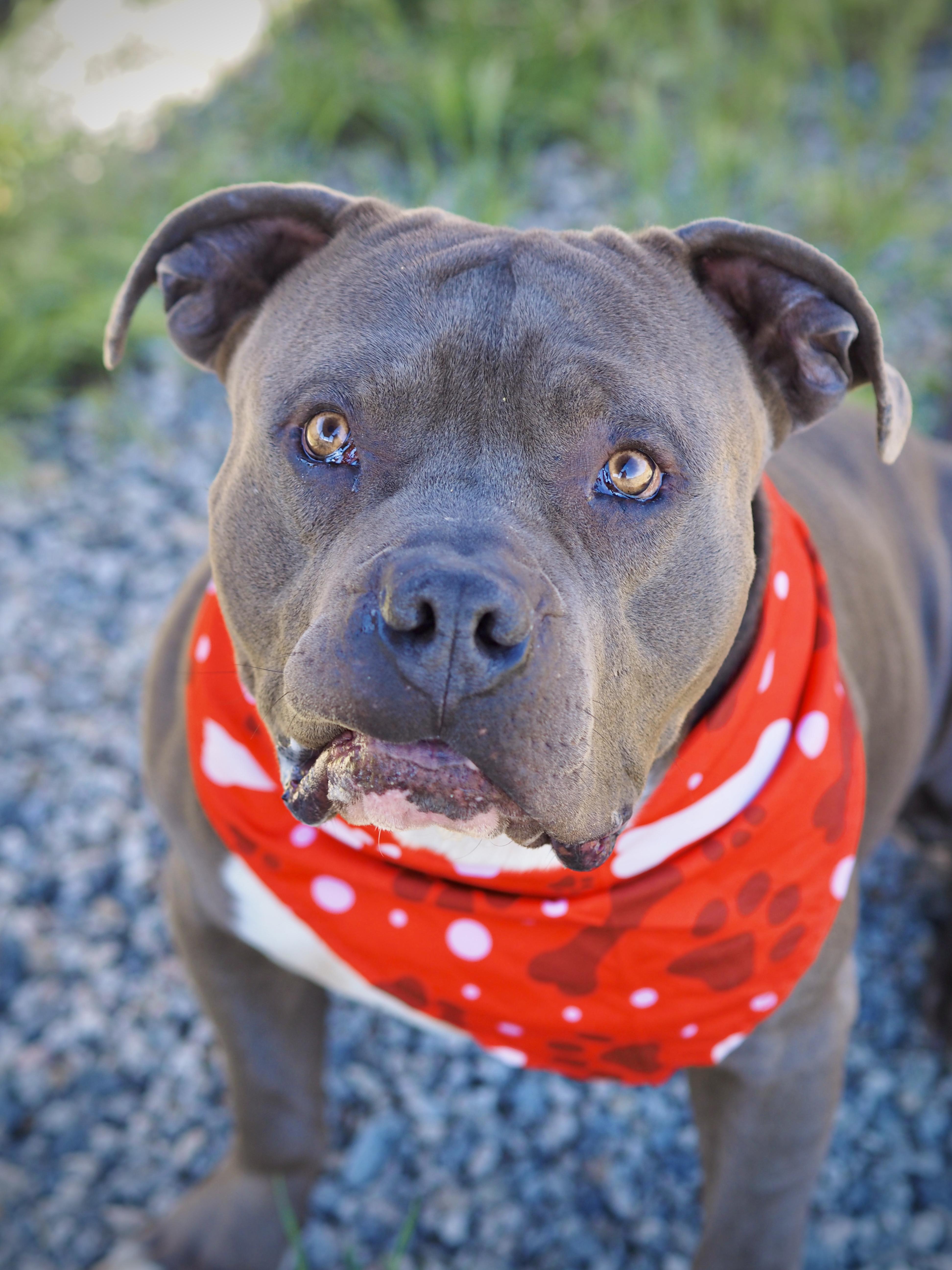 Enlarge Bruiser, a Adoptable Pit Bull Terrier in Buena Vista, CO image 3/6