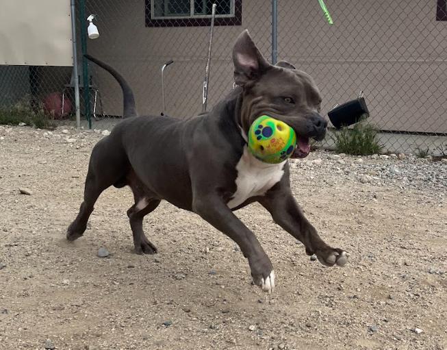 Enlarge Bruiser, a Adoptable Pit Bull Terrier in Buena Vista, CO image 5/6