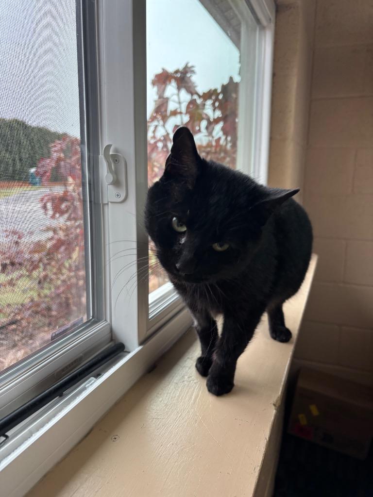 Kalamazoo, Adoptable, Adult Male Domestic Short Hair.