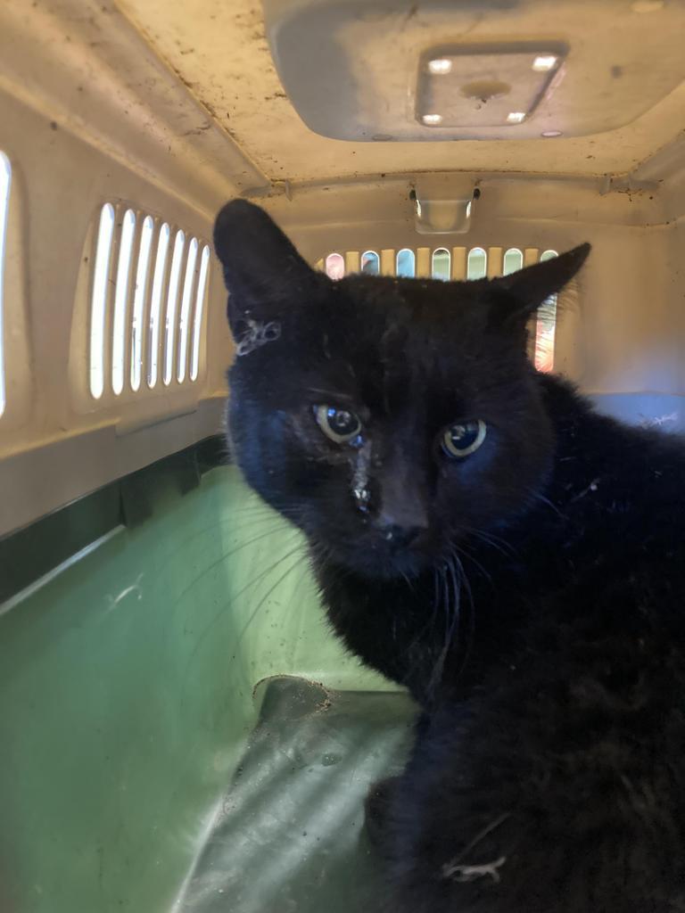 Enlarge Kalamazoo, a Adoptable mixed breed in Burnsville, NC image 2/2