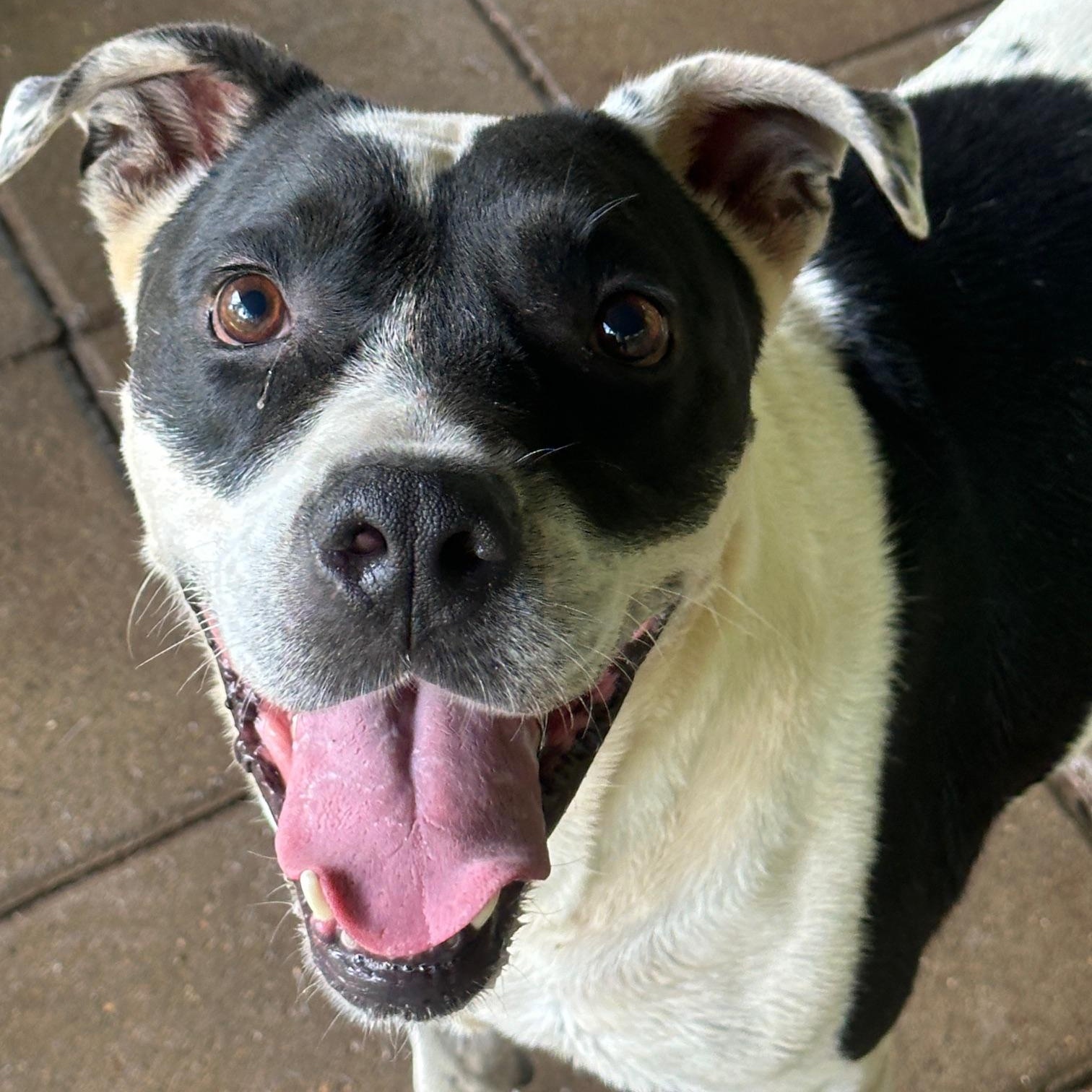Little Finger, a Adoptable mixed breed in Indian Mound, TN image 1/4