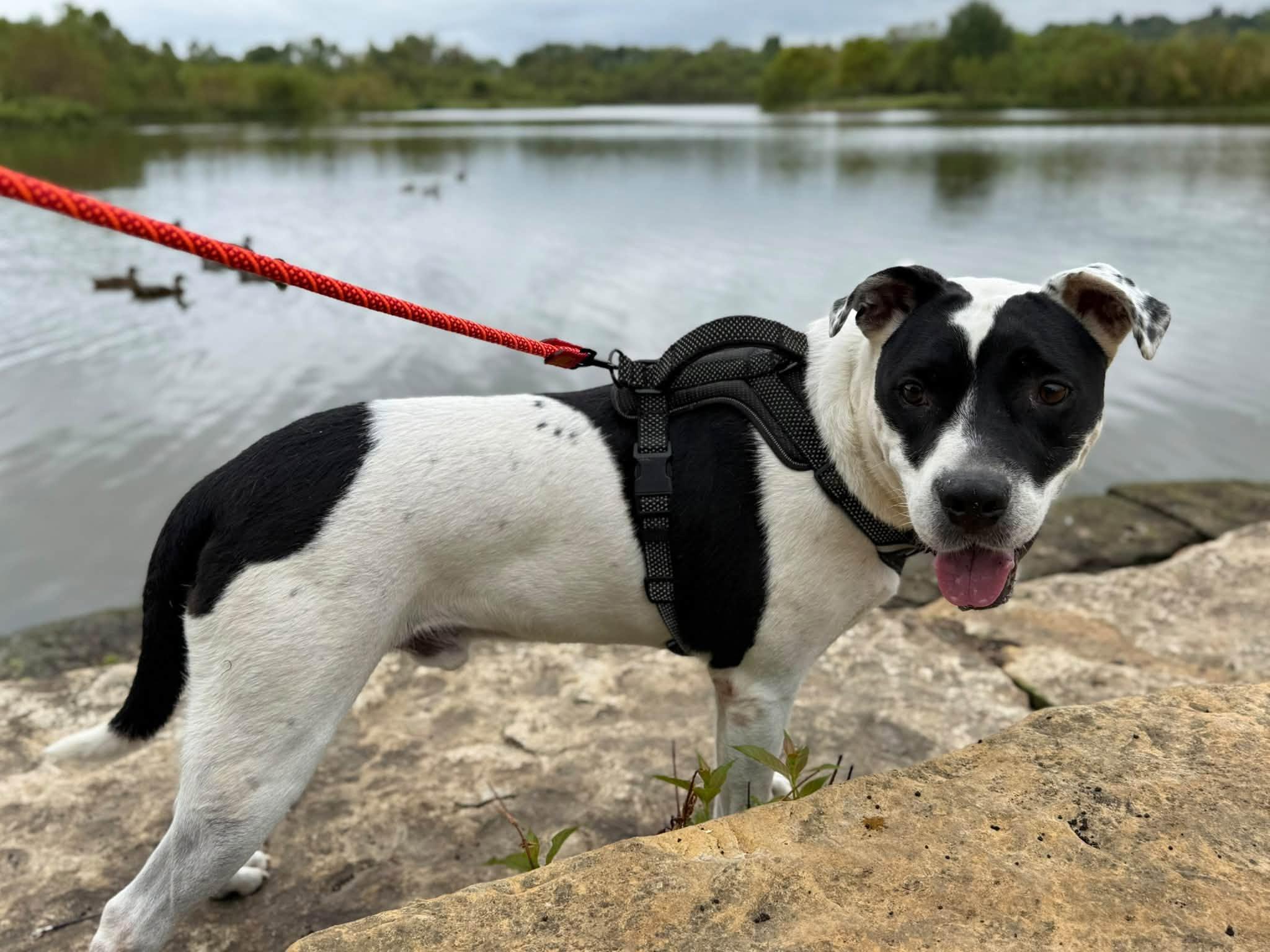 Enlarge Bandit, a Adoptable mixed breed in Indian Mound, TN image 2/5