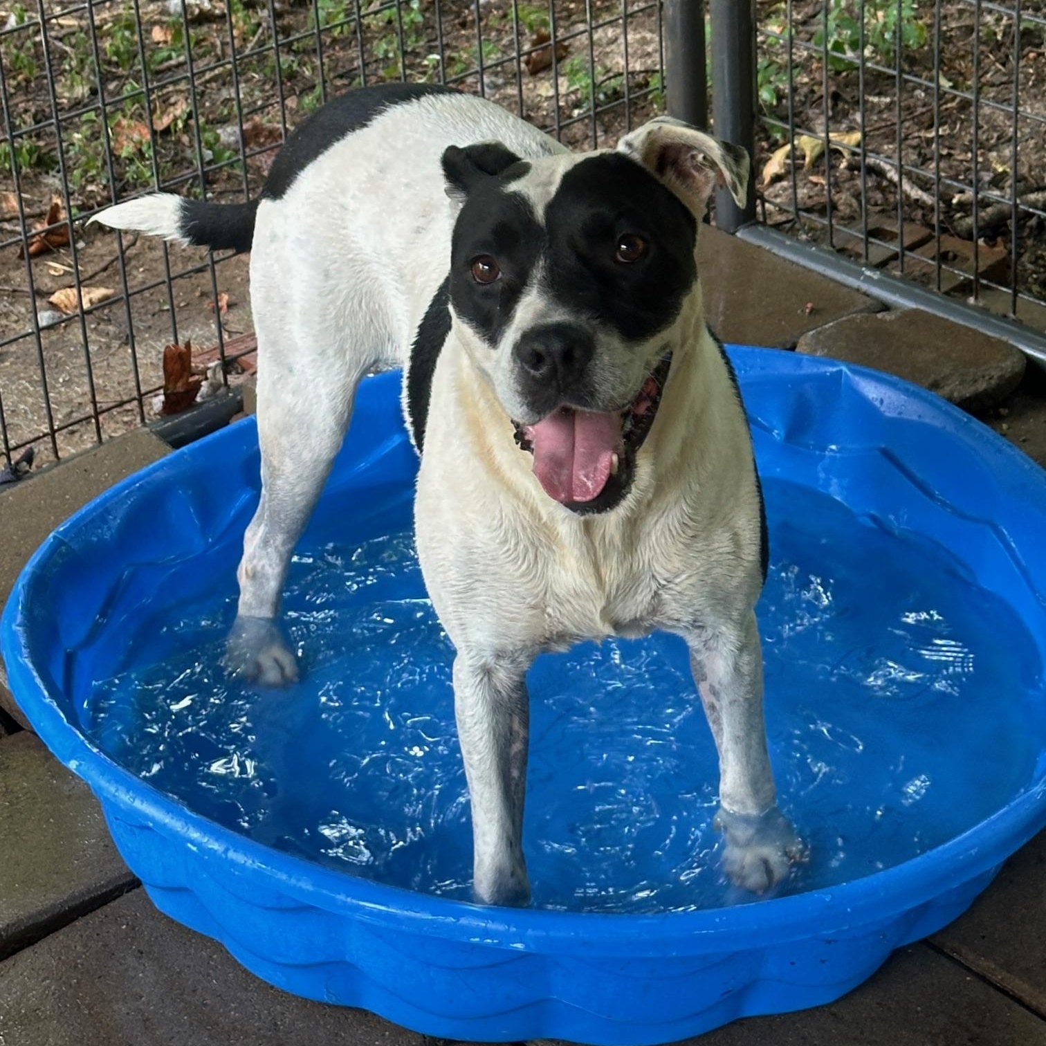 Little Finger, a Adoptable mixed breed in Indian Mound, TN image 4/4