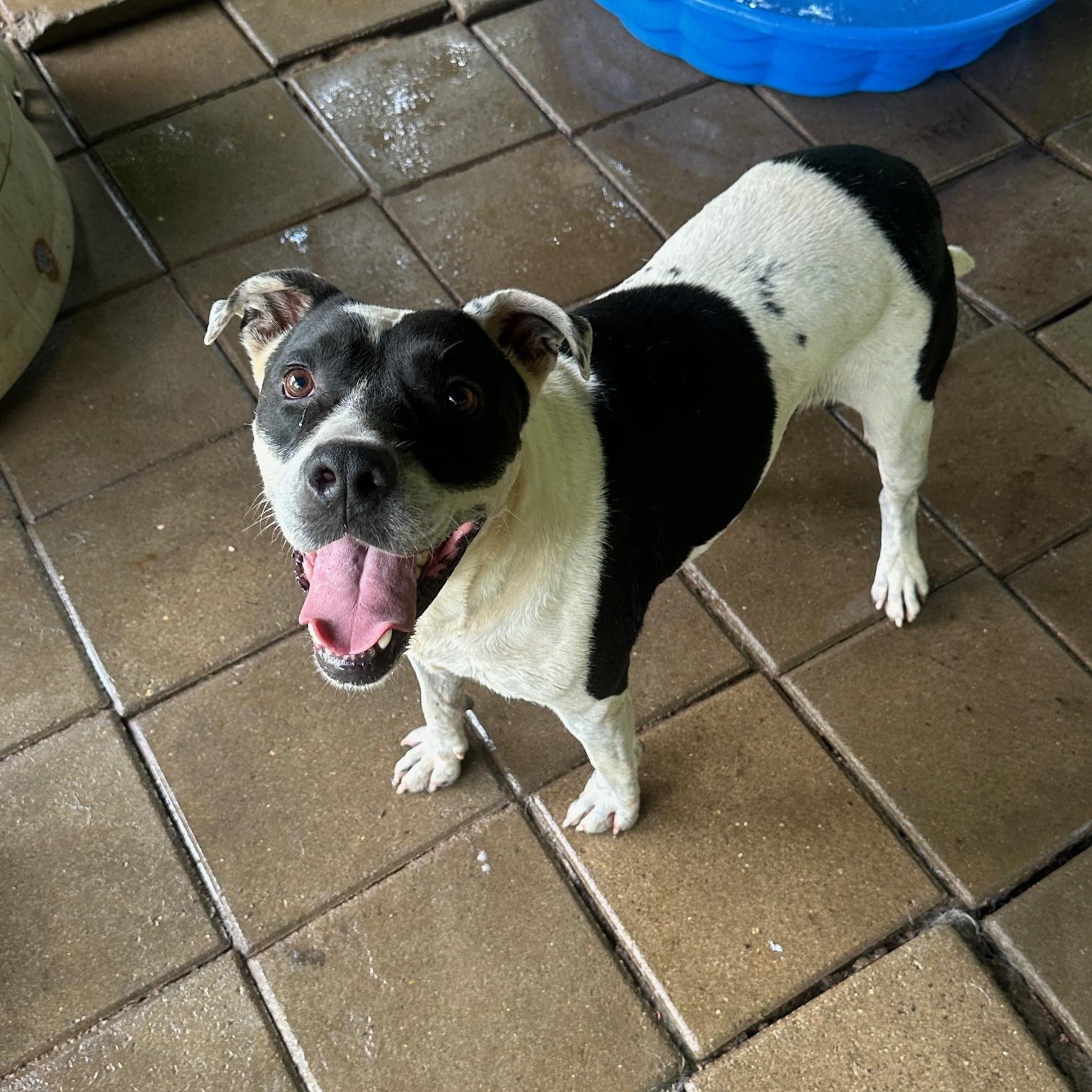 Little Finger, a Adoptable mixed breed in Indian Mound, TN image 3/4
