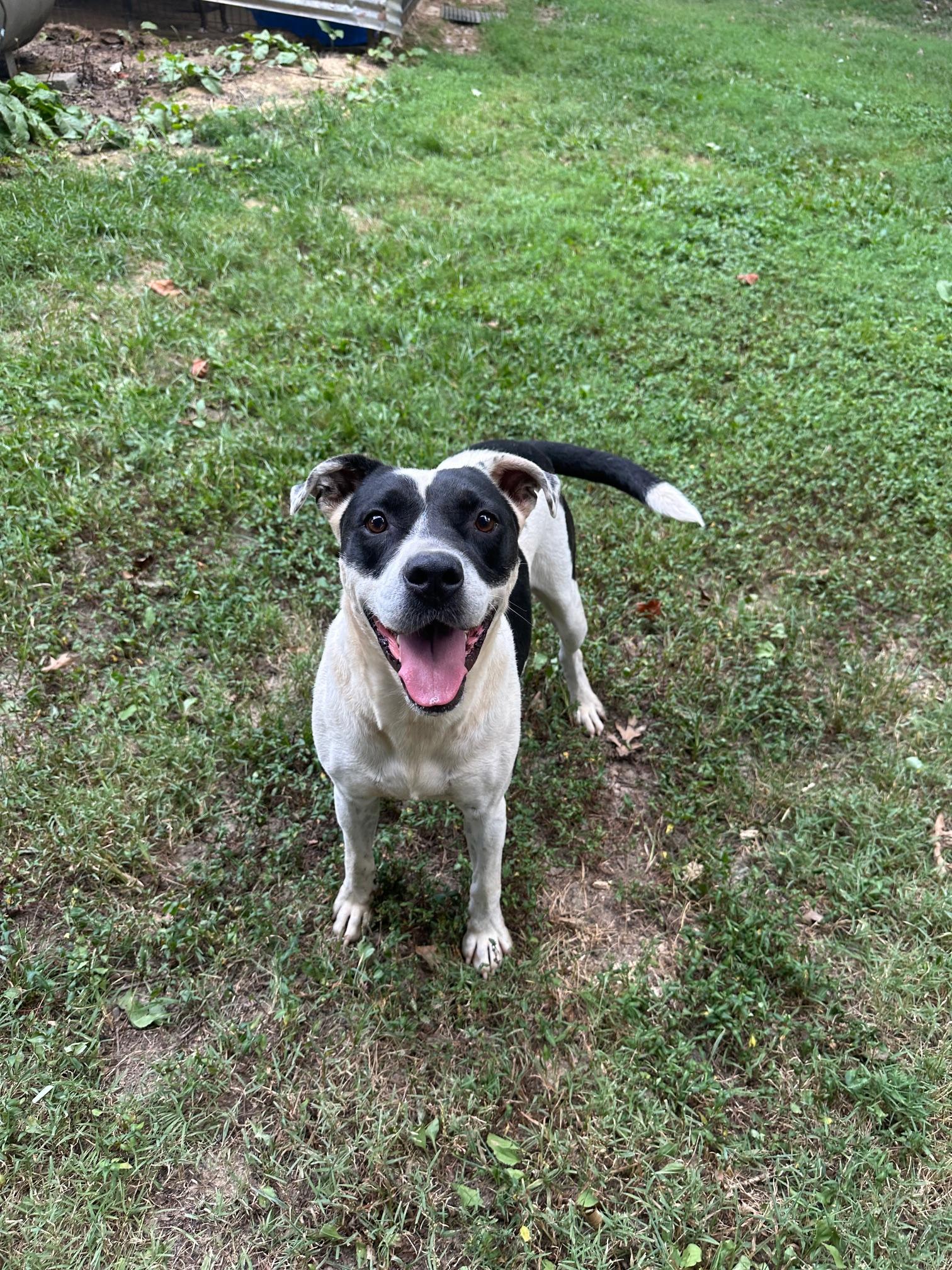Little Finger, a Adoptable mixed breed in Indian Mound, TN image 2/4