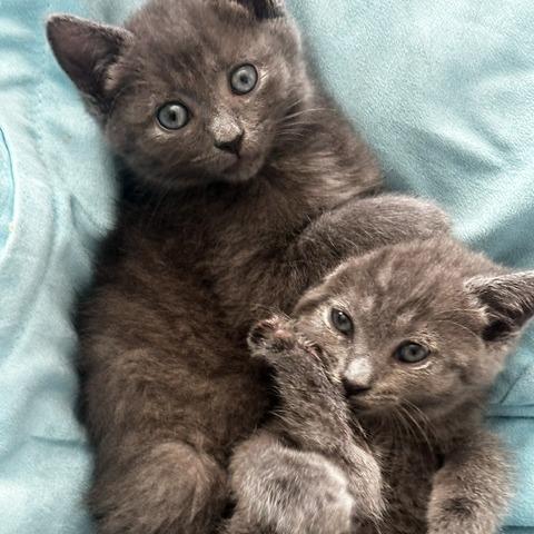 Enlarge Hot Pocket, a Adoptable Domestic Short Hair in Kennebunk, ME image 1/2