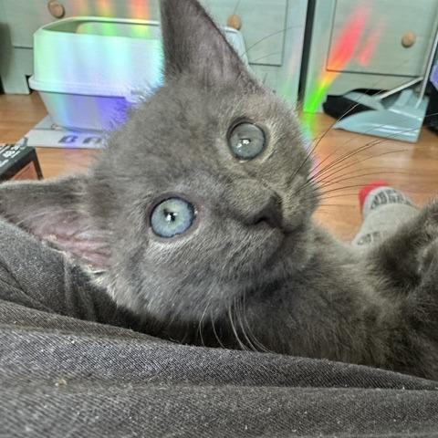 Enlarge Hot Pocket, a Adoptable Domestic Short Hair in Kennebunk, ME image 2/2