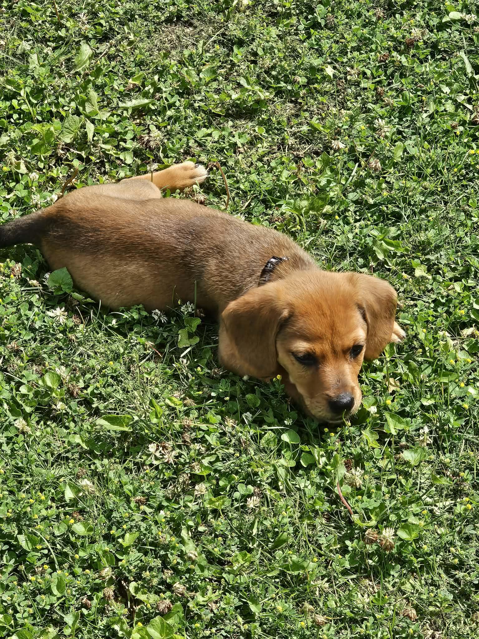 Scout. ADOPT PENDING, a ADOPTABLE mixed breed in Union Grove, WI image 4/5