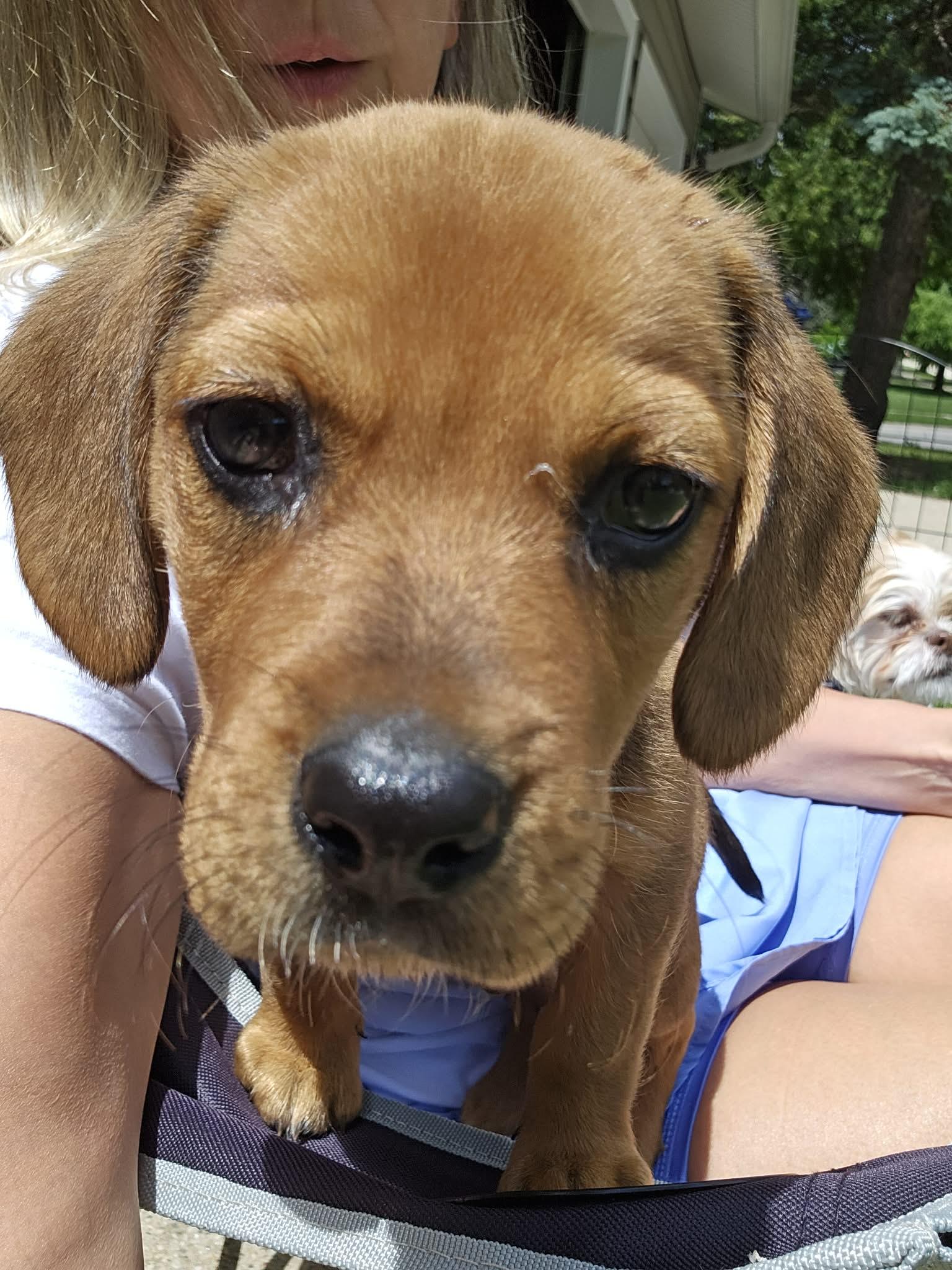Scout. ADOPT PENDING, ADOPTABLE, Puppy Male Beagle.