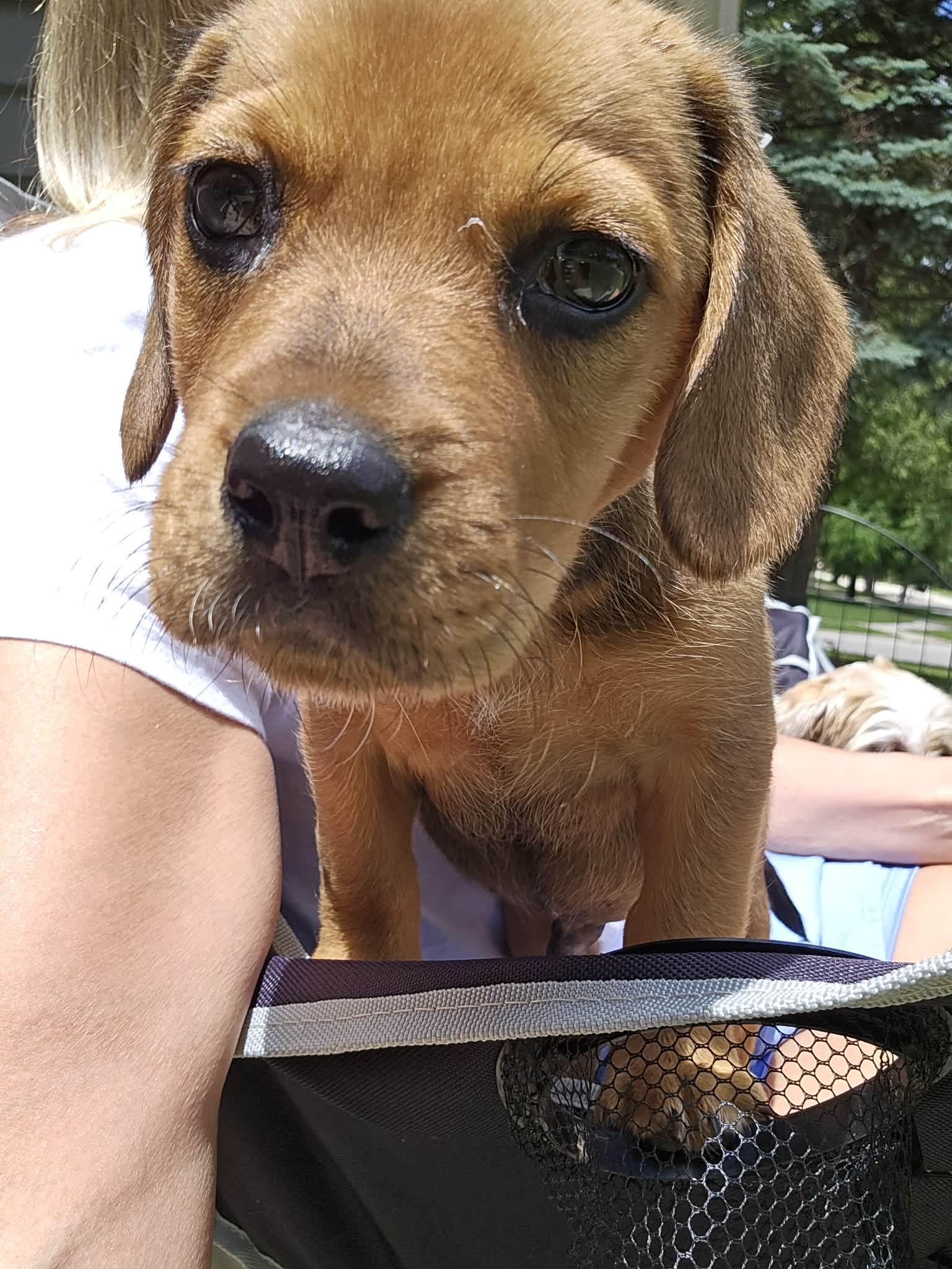 Scout. ADOPT PENDING, a ADOPTABLE mixed breed in Union Grove, WI image 5/5