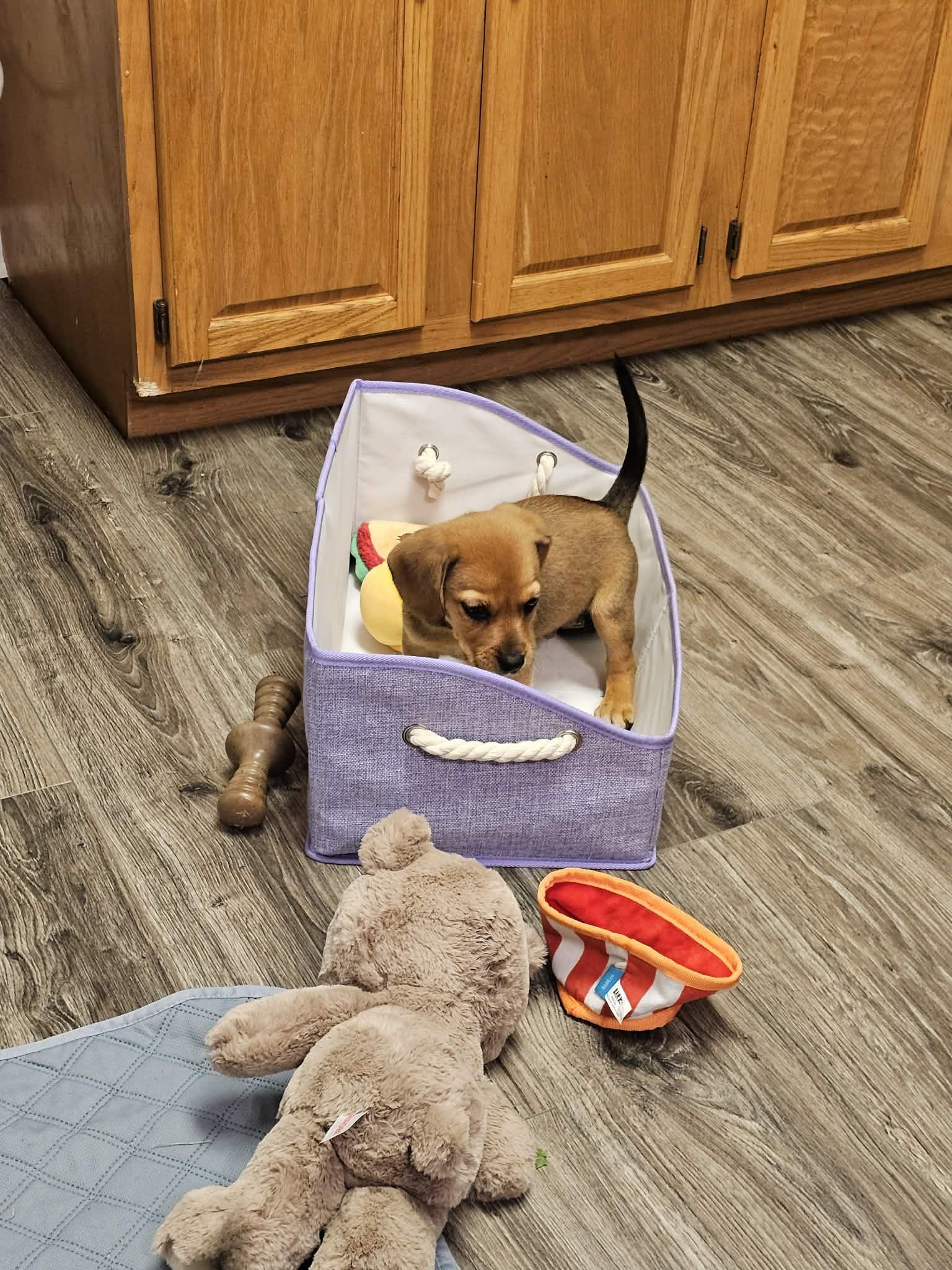Scout. ADOPT PENDING, a ADOPTABLE mixed breed in Union Grove, WI image 3/5