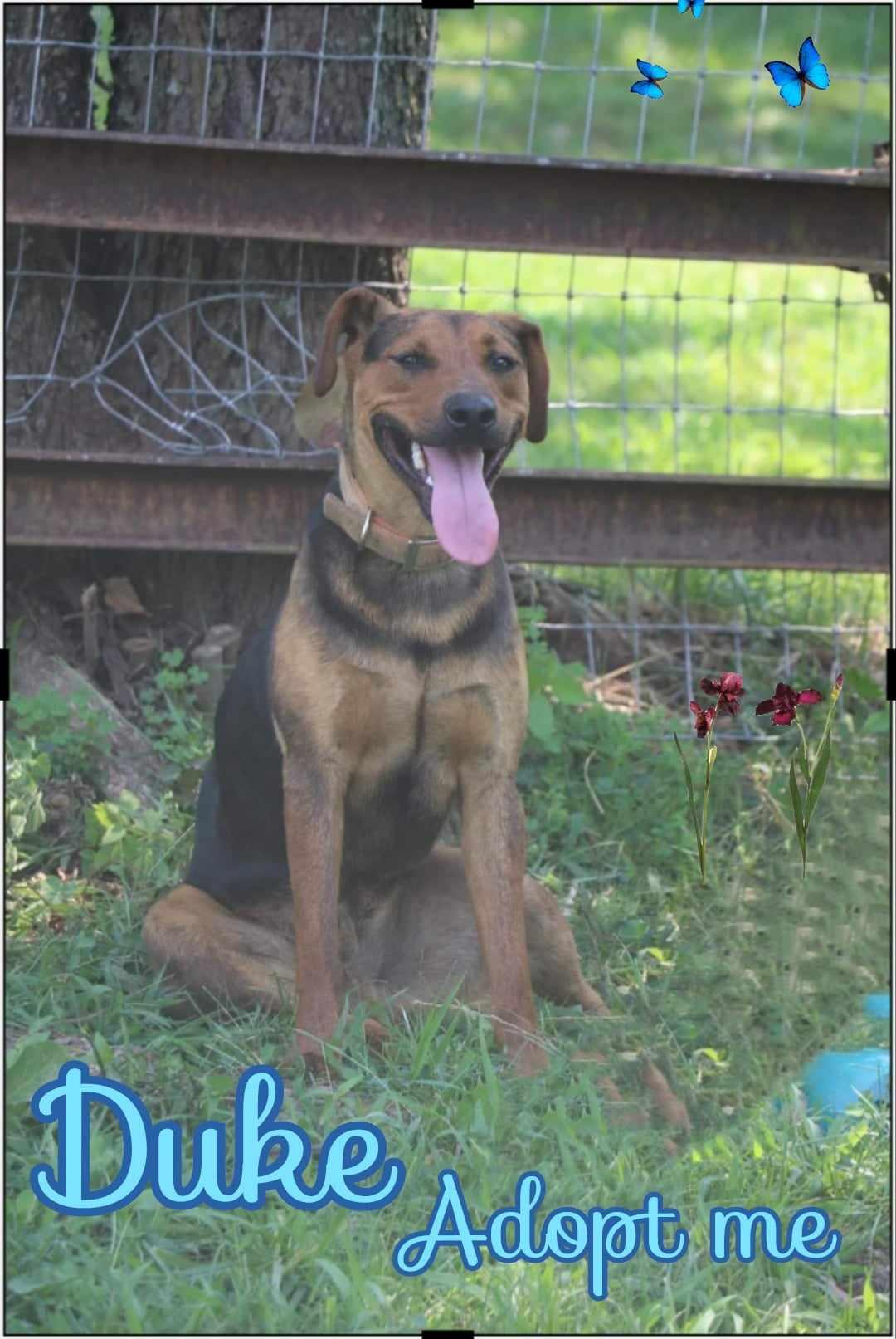 Duke, an adoptable Beauceron, Hound in Grove, OK, 74344 | Photo Image 5
