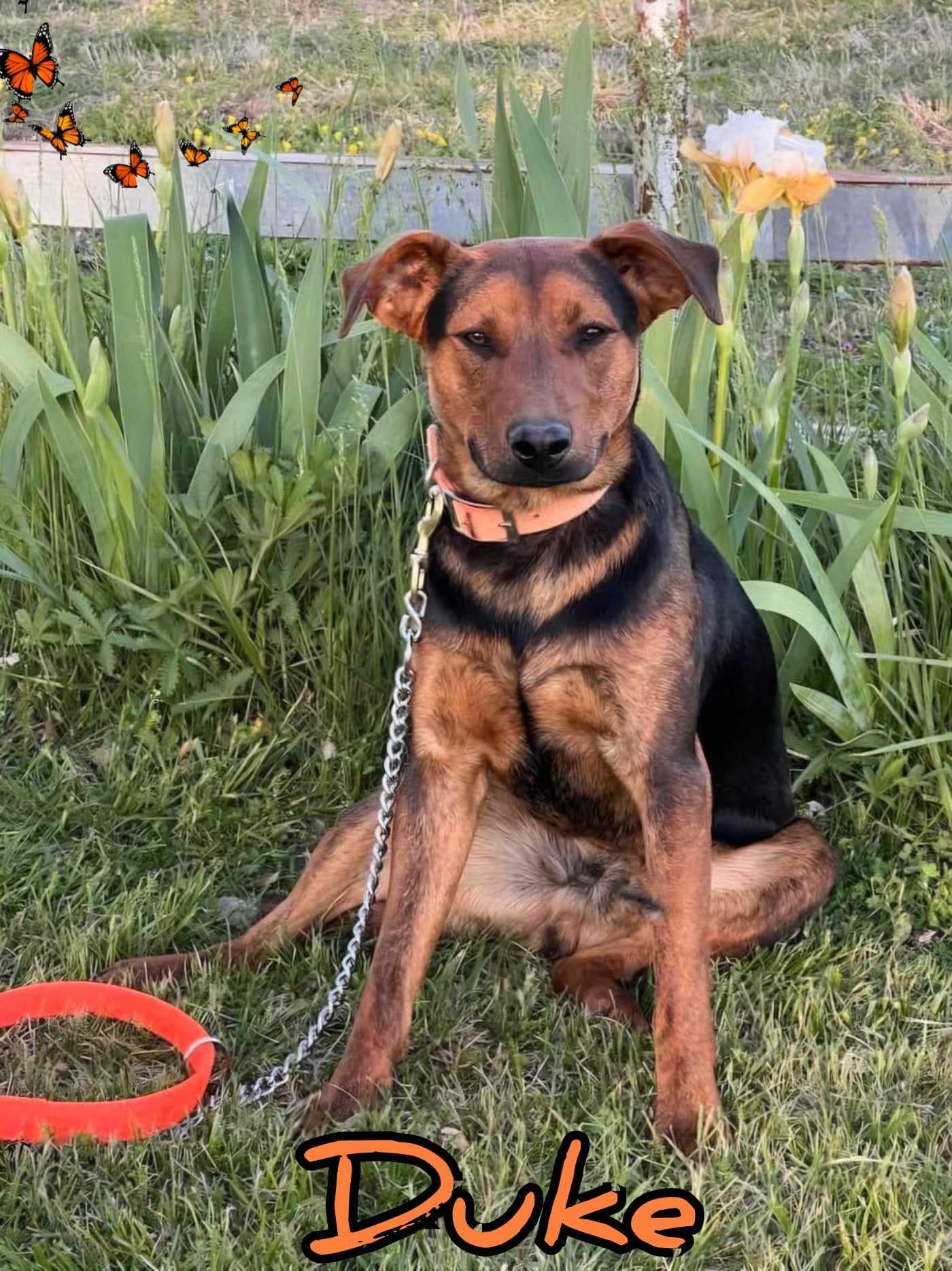 Duke, an adoptable Beauceron, Hound in Grove, OK, 74344 | Photo Image 1