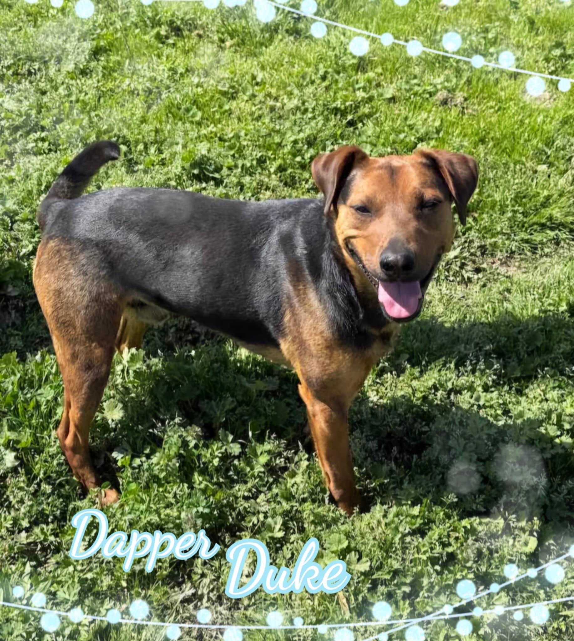 Duke, an adoptable Beauceron, Hound in Grove, OK, 74344 | Photo Image 3