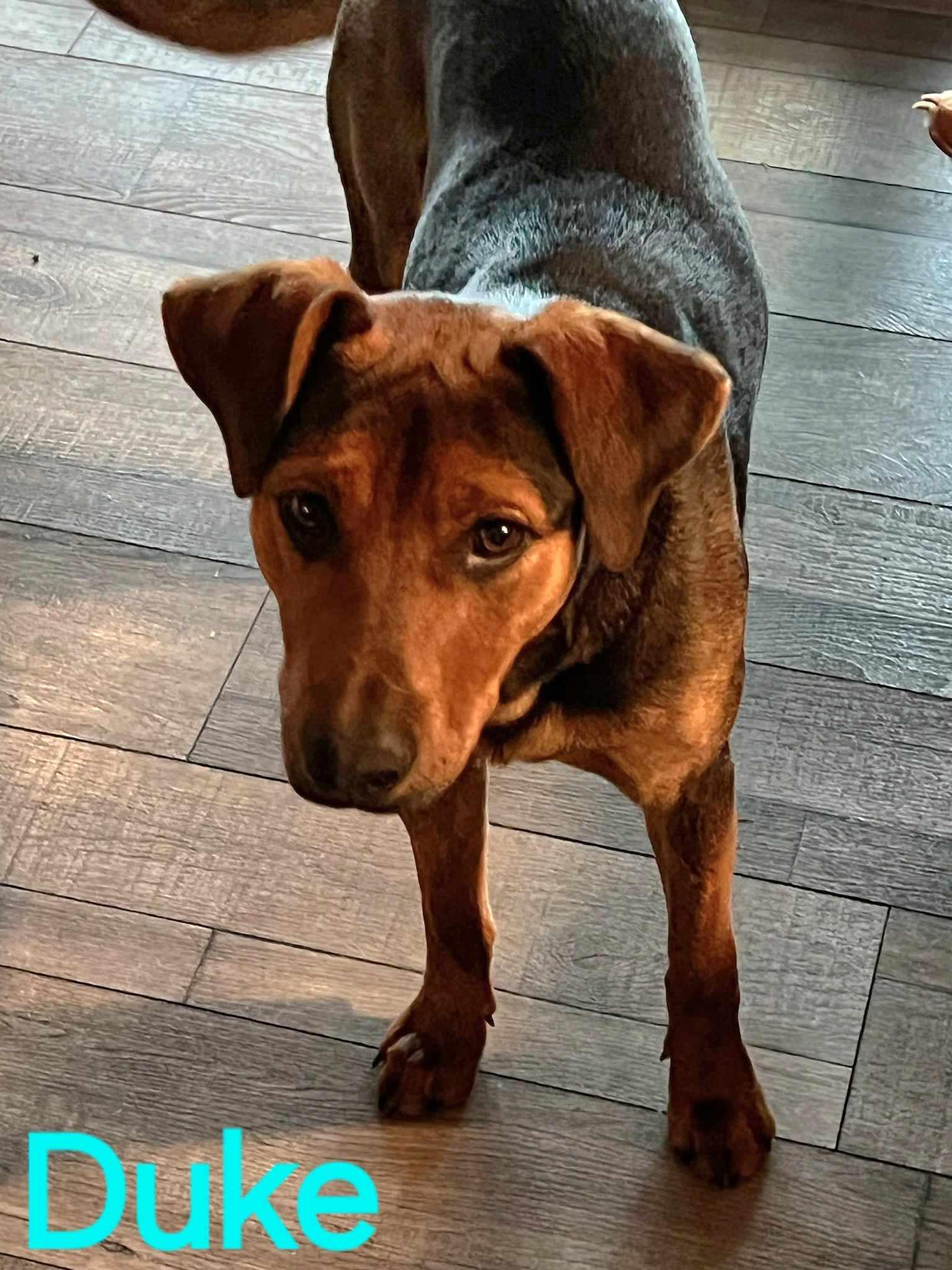 Duke, an adoptable Beauceron, Hound in Grove, OK, 74344 | Photo Image 6