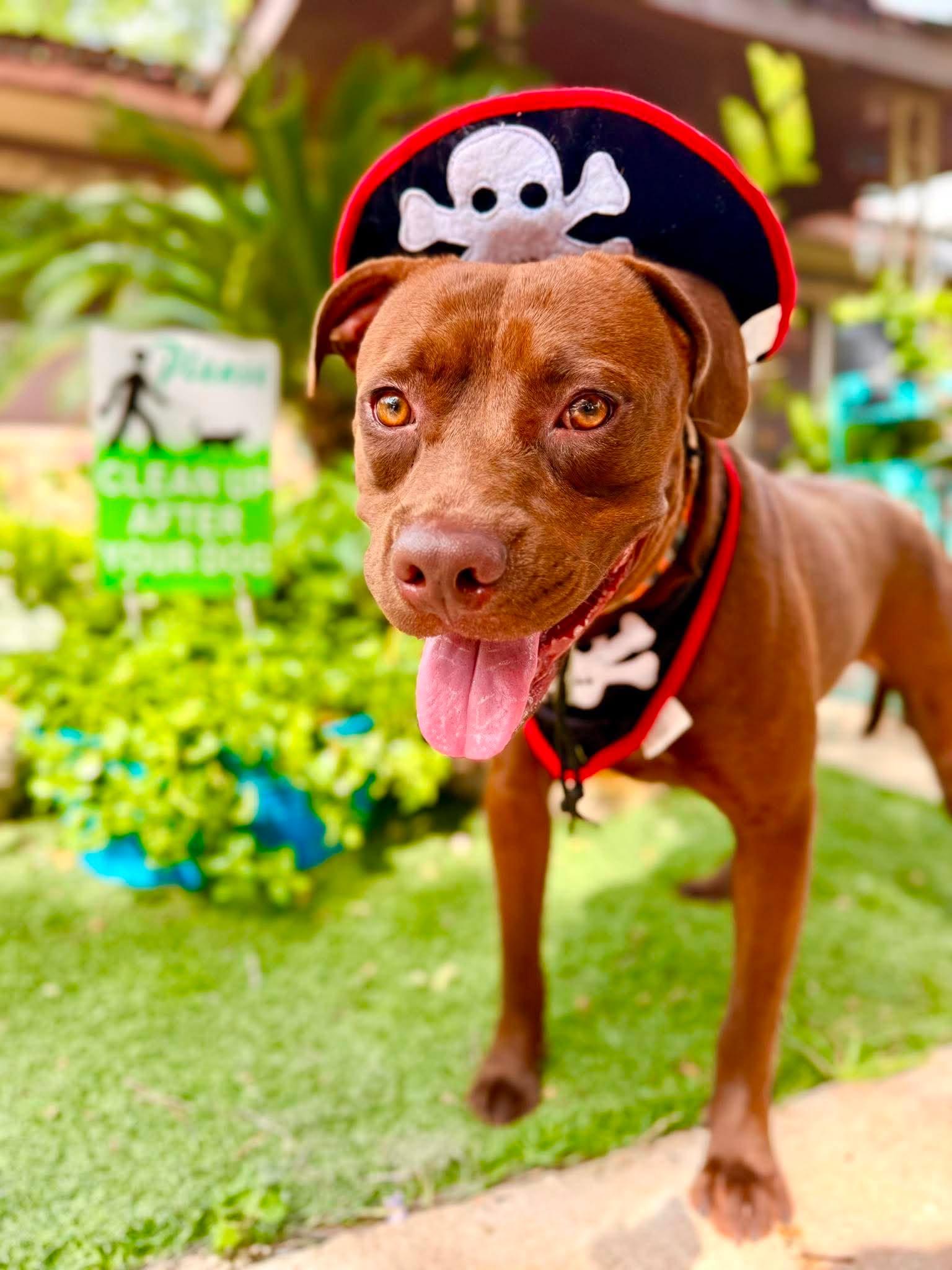 Coco, Adoptable, Young Female Staffordshire Bull Terrier & Pit Bull Terrier.