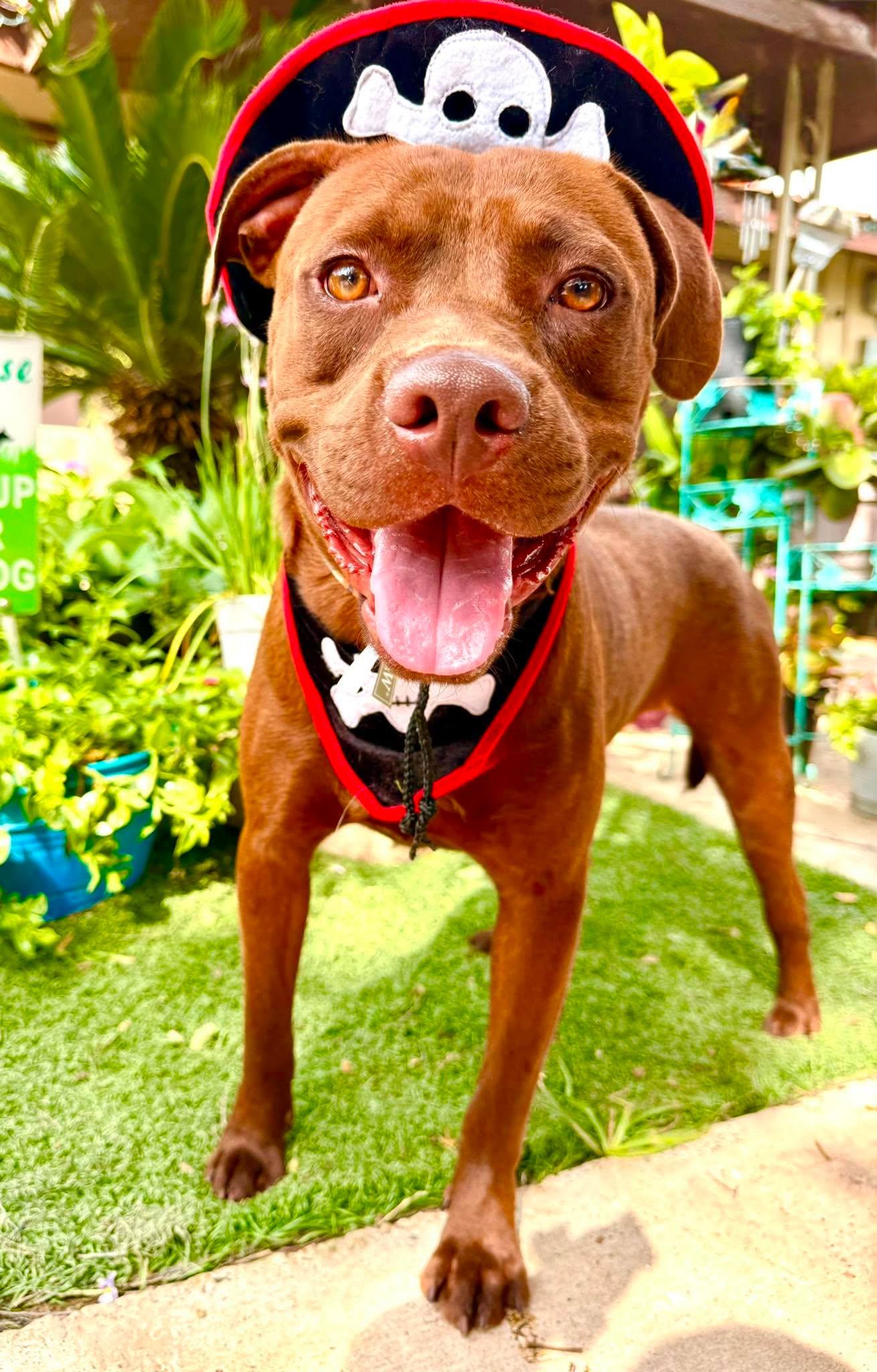Enlarge Coco, a Adoptable mixed breed in Willington, CT image 4/6