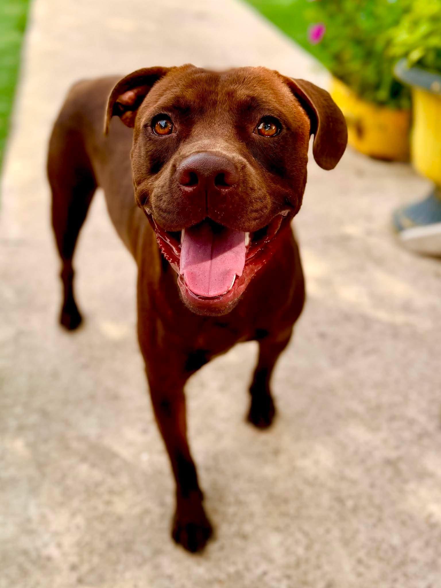 Enlarge Coco, a Adoptable mixed breed in Willington, CT image 2/6