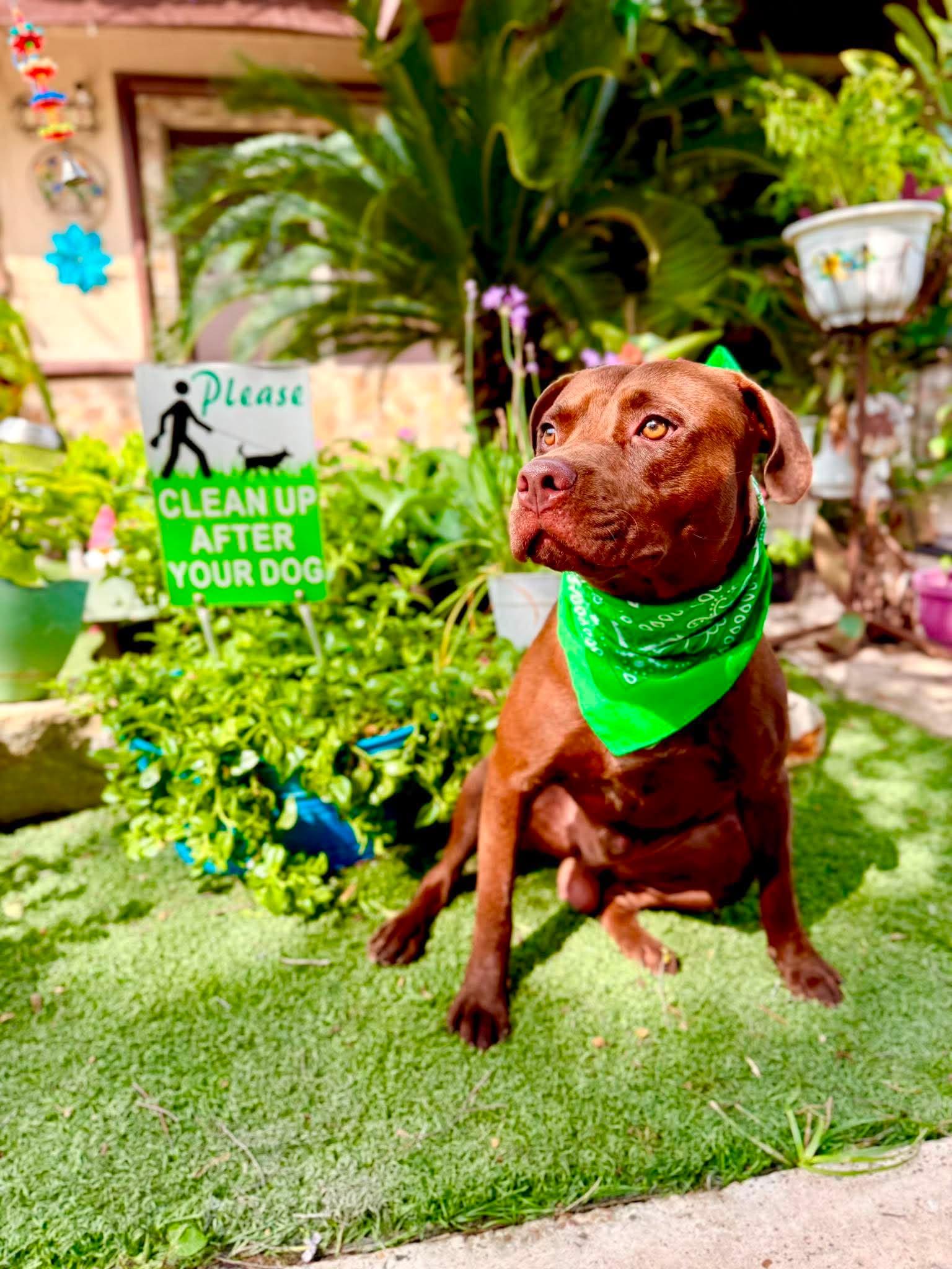Enlarge Coco, a Adoptable mixed breed in Willington, CT image 3/6