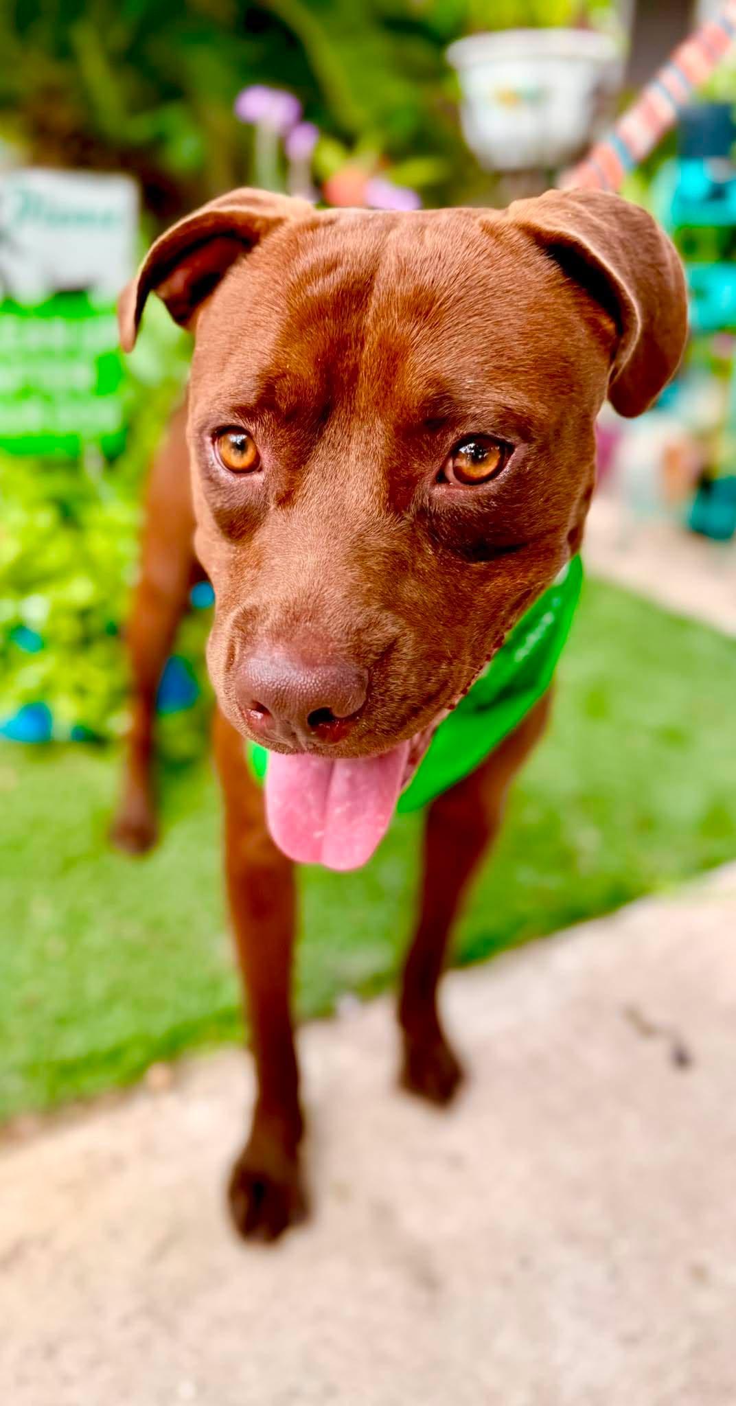 Enlarge Coco, a Adoptable mixed breed in Willington, CT image 5/6