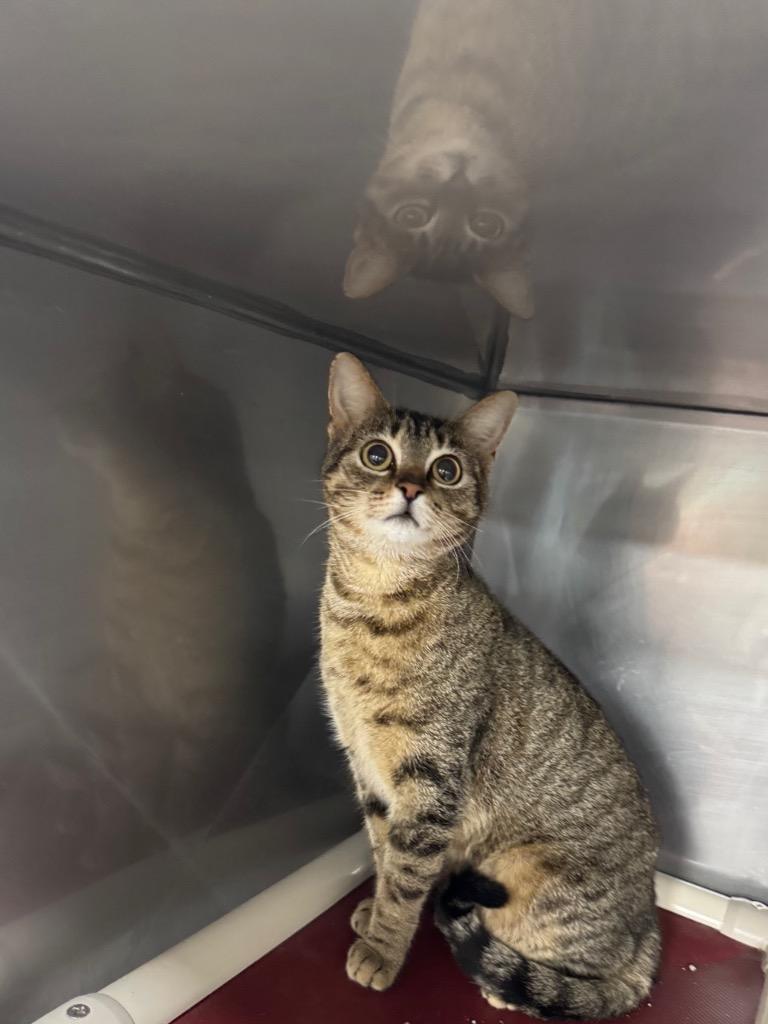 Ava, Adoptable, Young Female Domestic Short Hair.