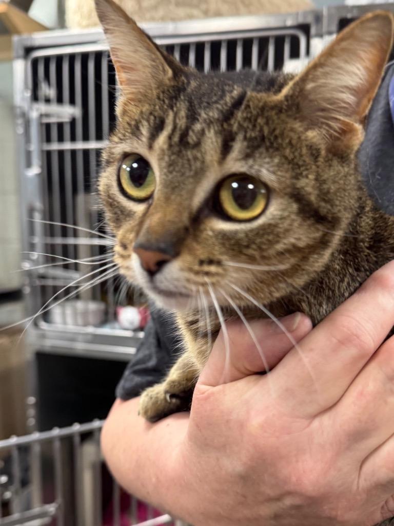 Ava, Adoptable, Young Female Domestic Short Hair.