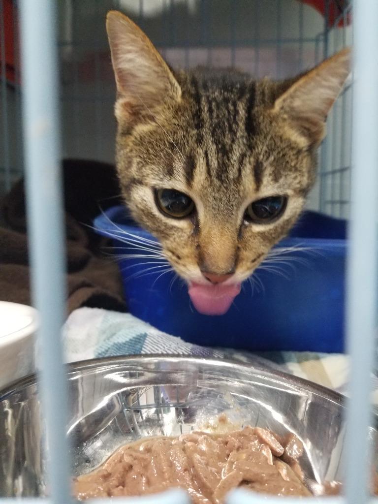 Ava, a Adoptable mixed breed in New Manchester, WV image 3/4