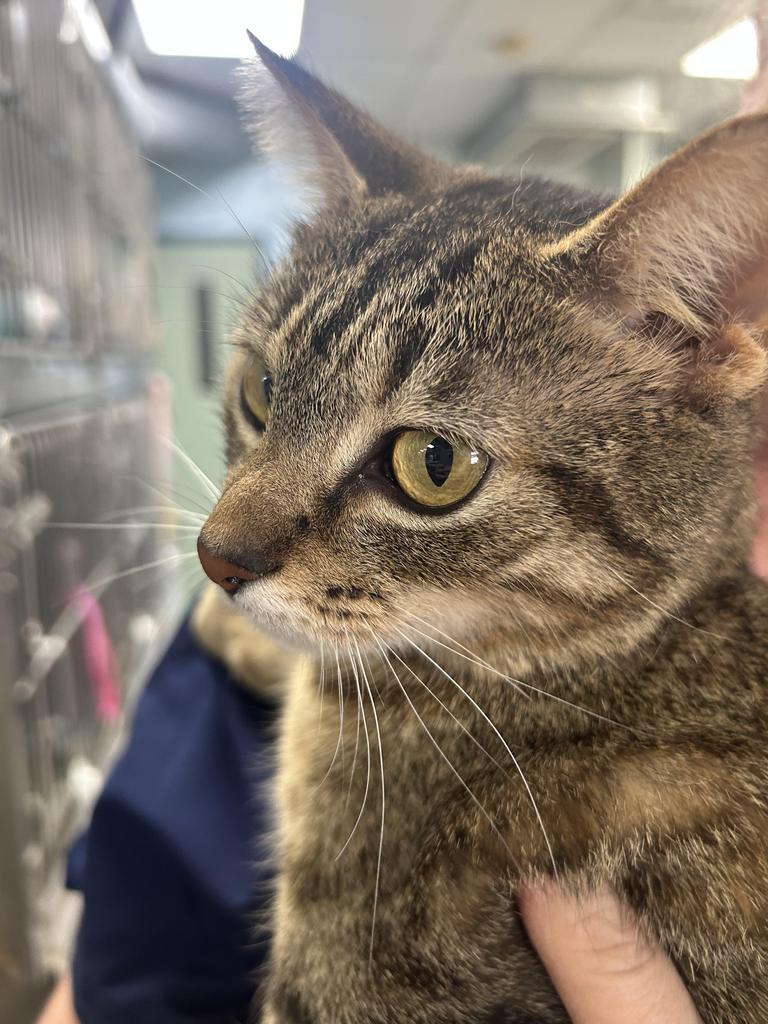 Enlarge Ava, a Adoptable mixed breed in New Manchester, WV image 2/6