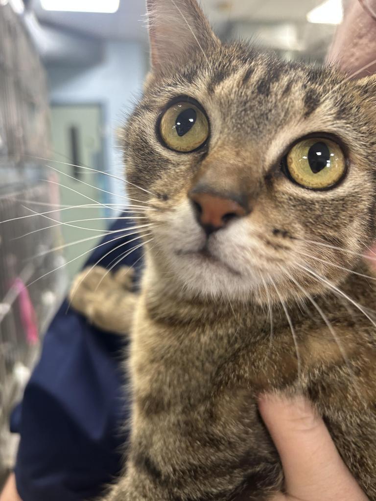 Enlarge Ava, a Adoptable mixed breed in New Manchester, WV image 3/6