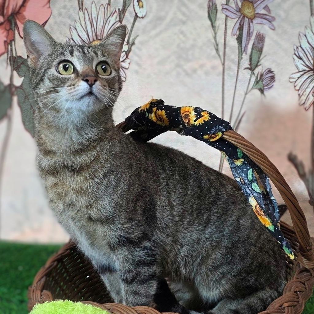 Enlarge Ava, a Adoptable mixed breed in New Manchester, WV image 4/6