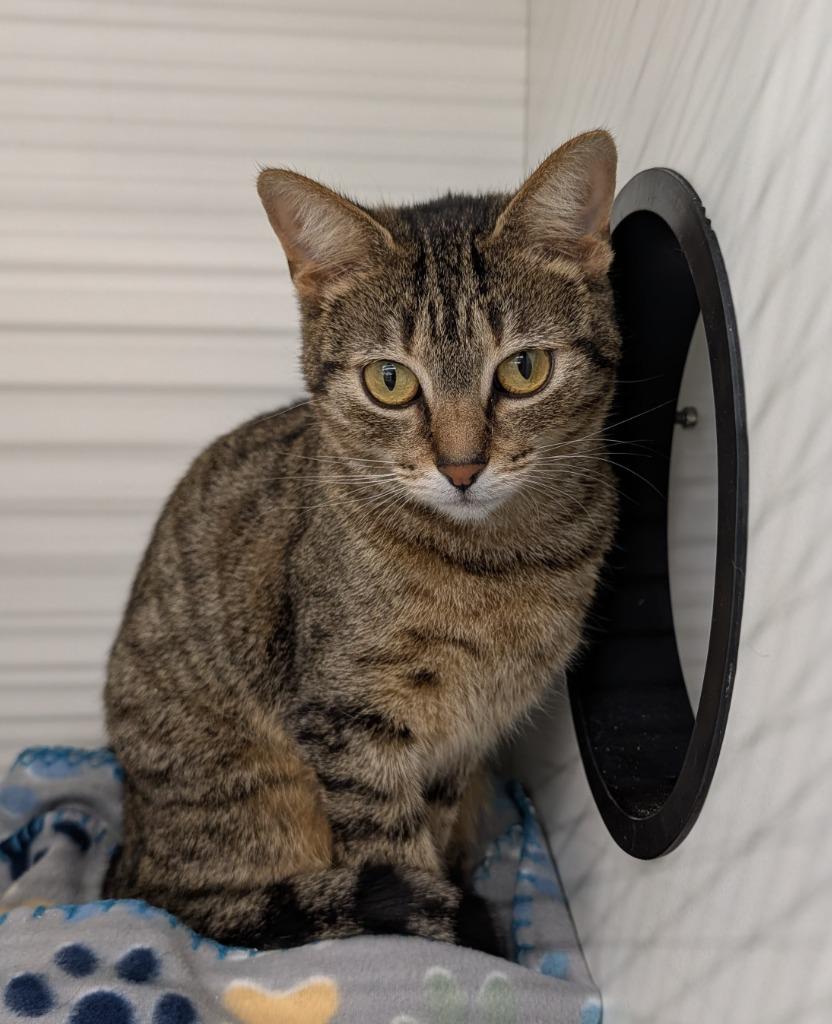 Enlarge Ava, a Adoptable mixed breed in New Manchester, WV image 5/6