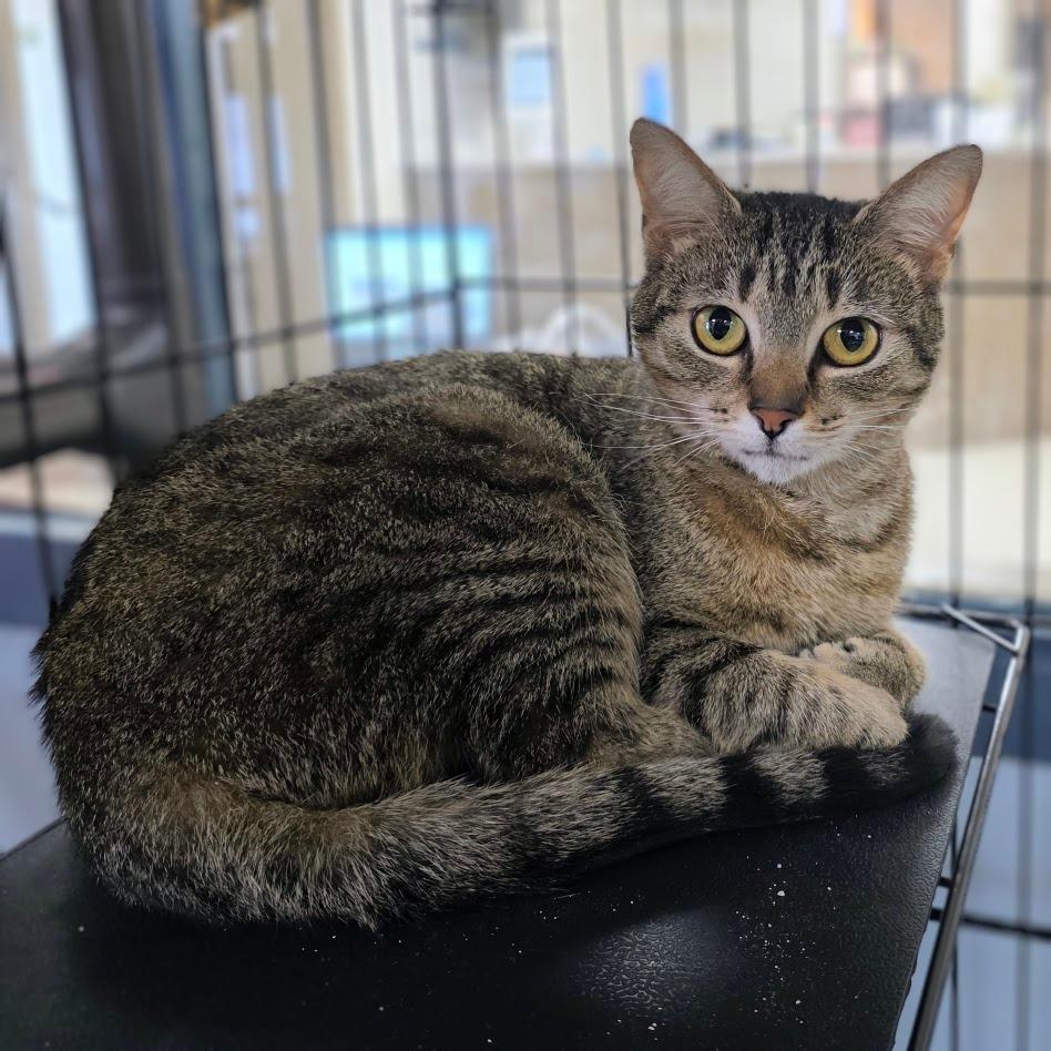 Enlarge Ava, a Adoptable mixed breed in New Manchester, WV image 5/6
