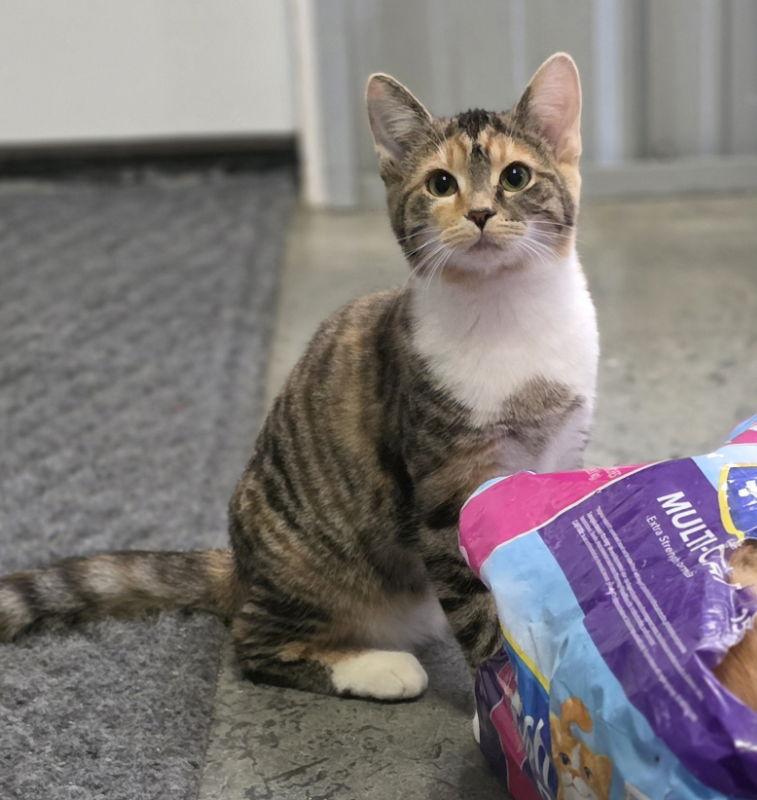 Hazel, a Adoptable Domestic Short Hair in Woodsfield, OH image 1/3