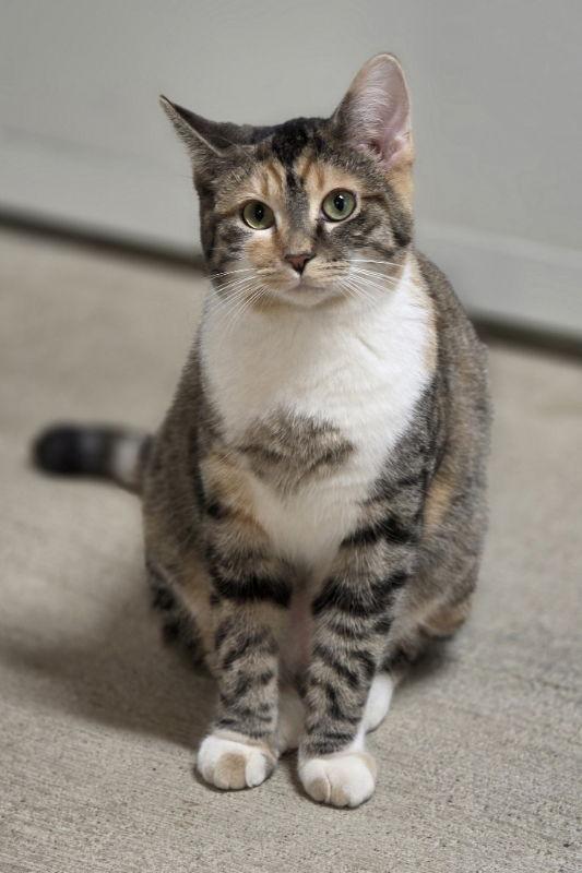 Enlarge Hazel, a Adoptable Domestic Short Hair in Woodsfield, OH image 3/3