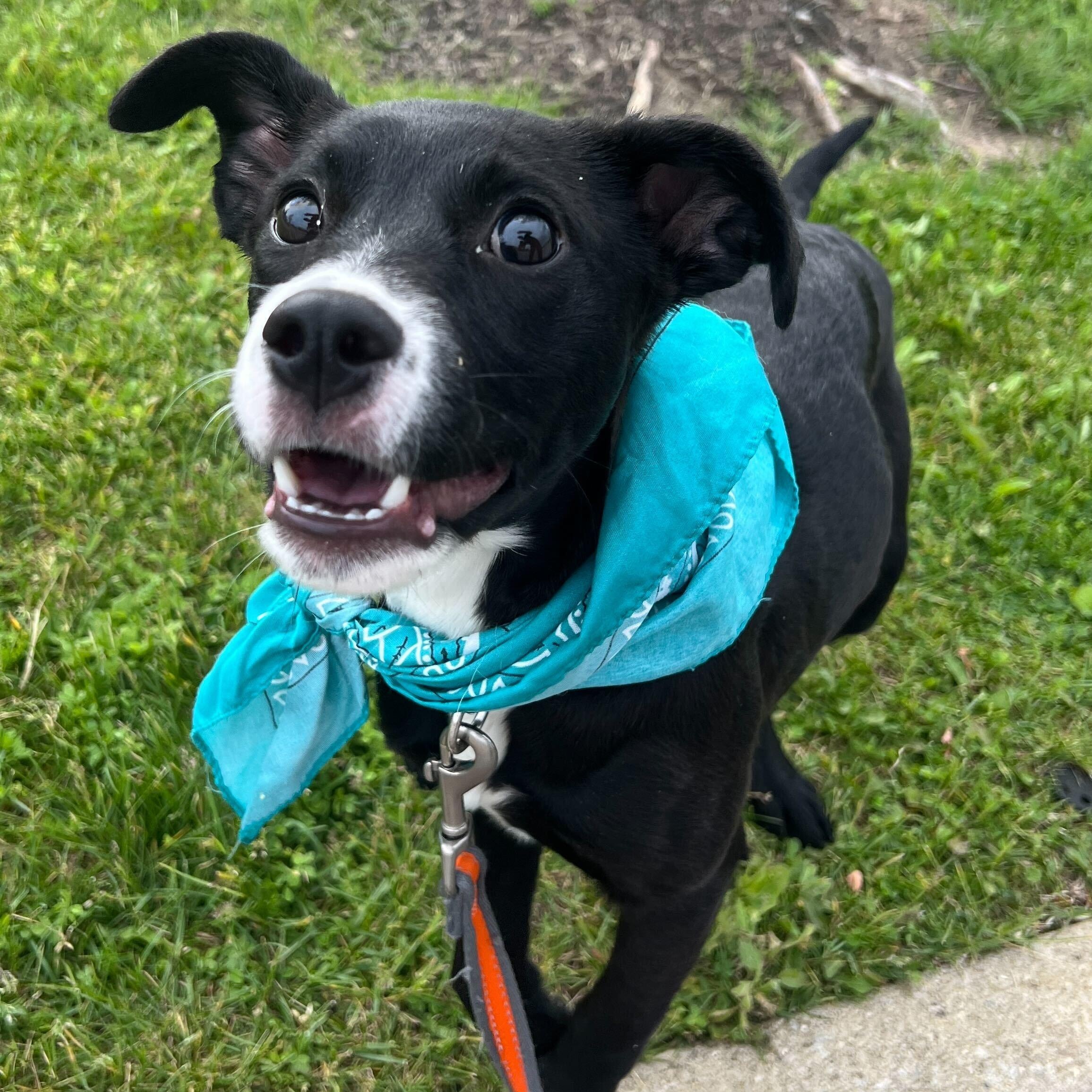 Lake, ADOPTABLE, Young Female Mixed Breed.