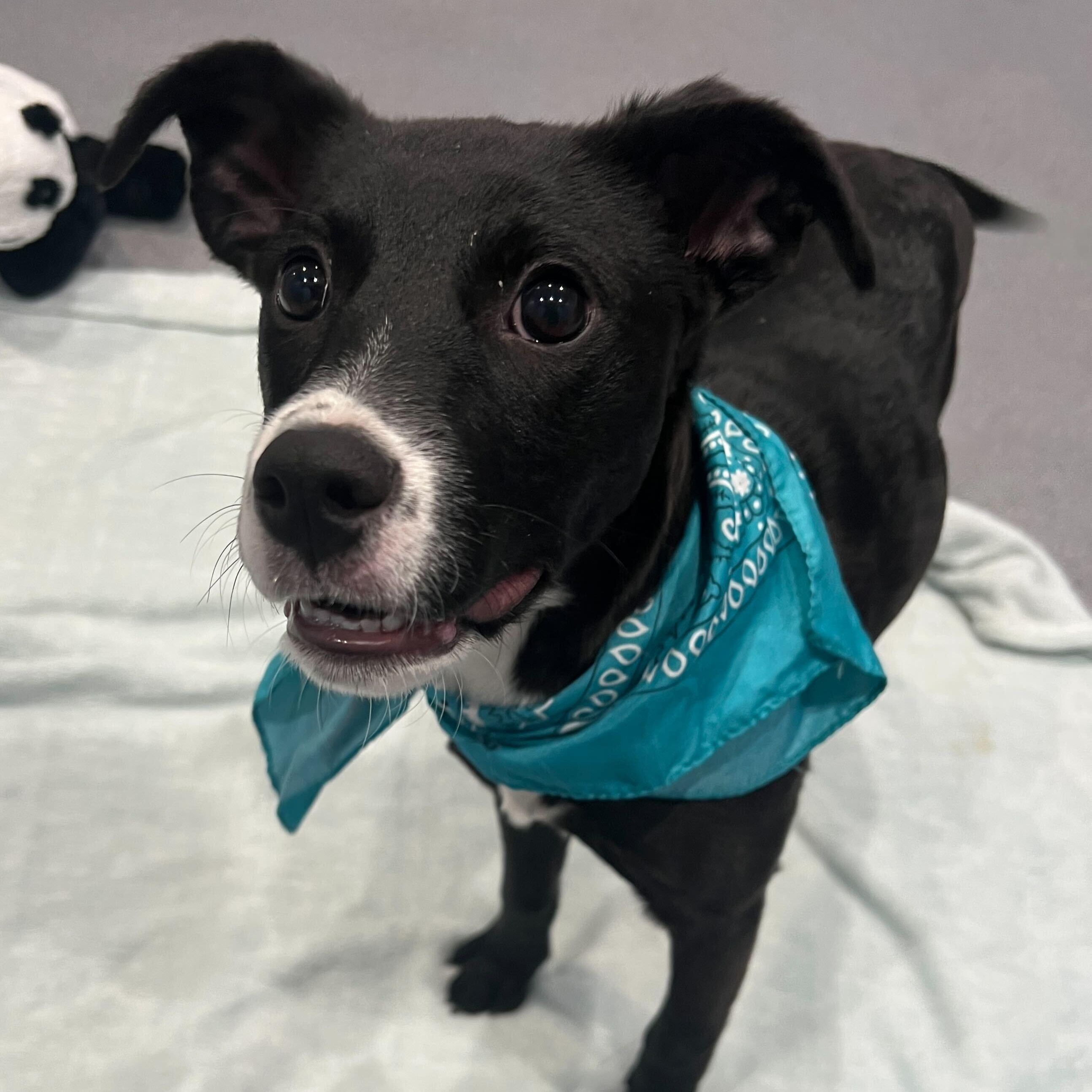 Enlarge Lake, a ADOPTABLE Mixed Breed in Canal Winchester, OH image 4/5